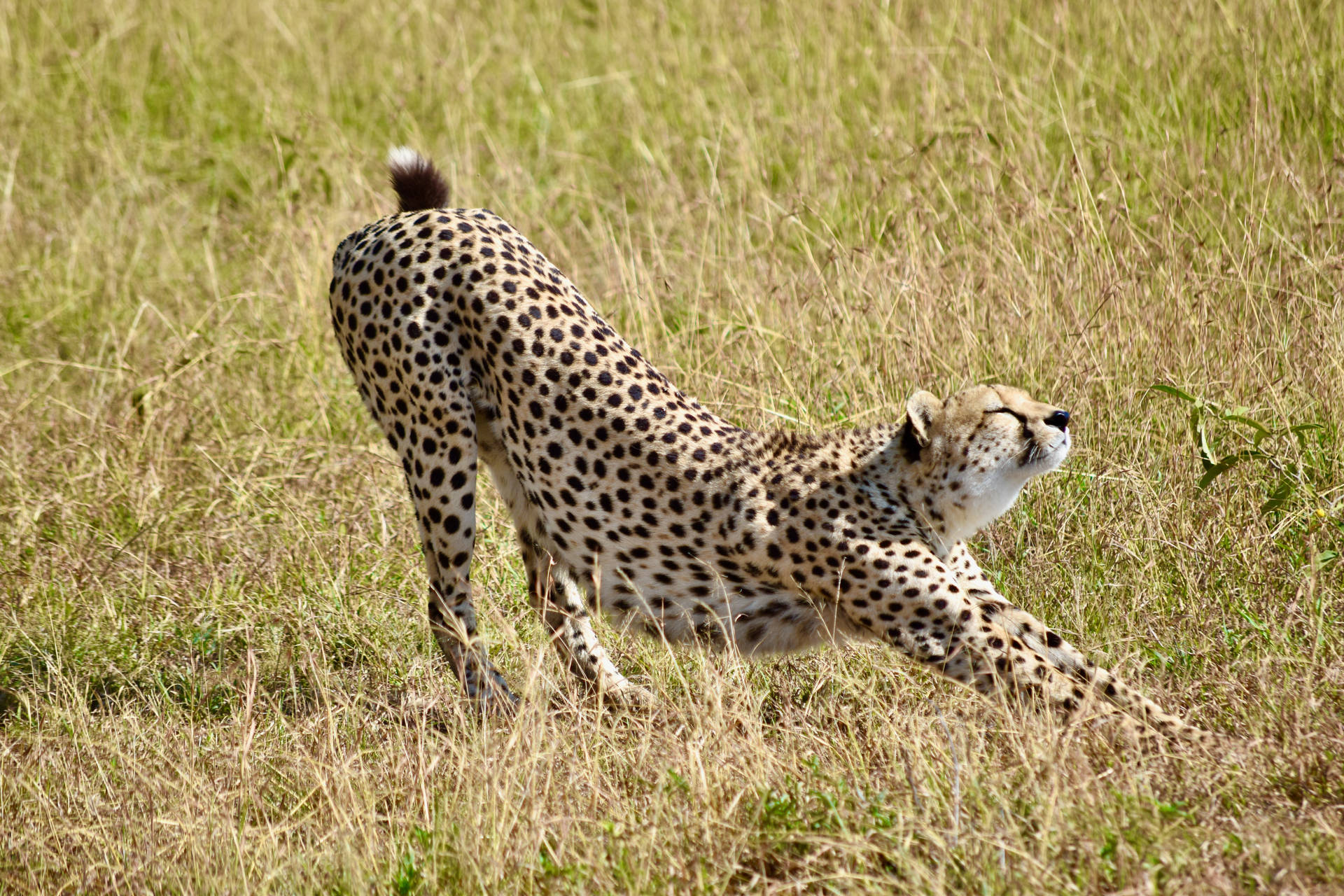 Cheetah 6000X4000 Wallpaper and Background Image