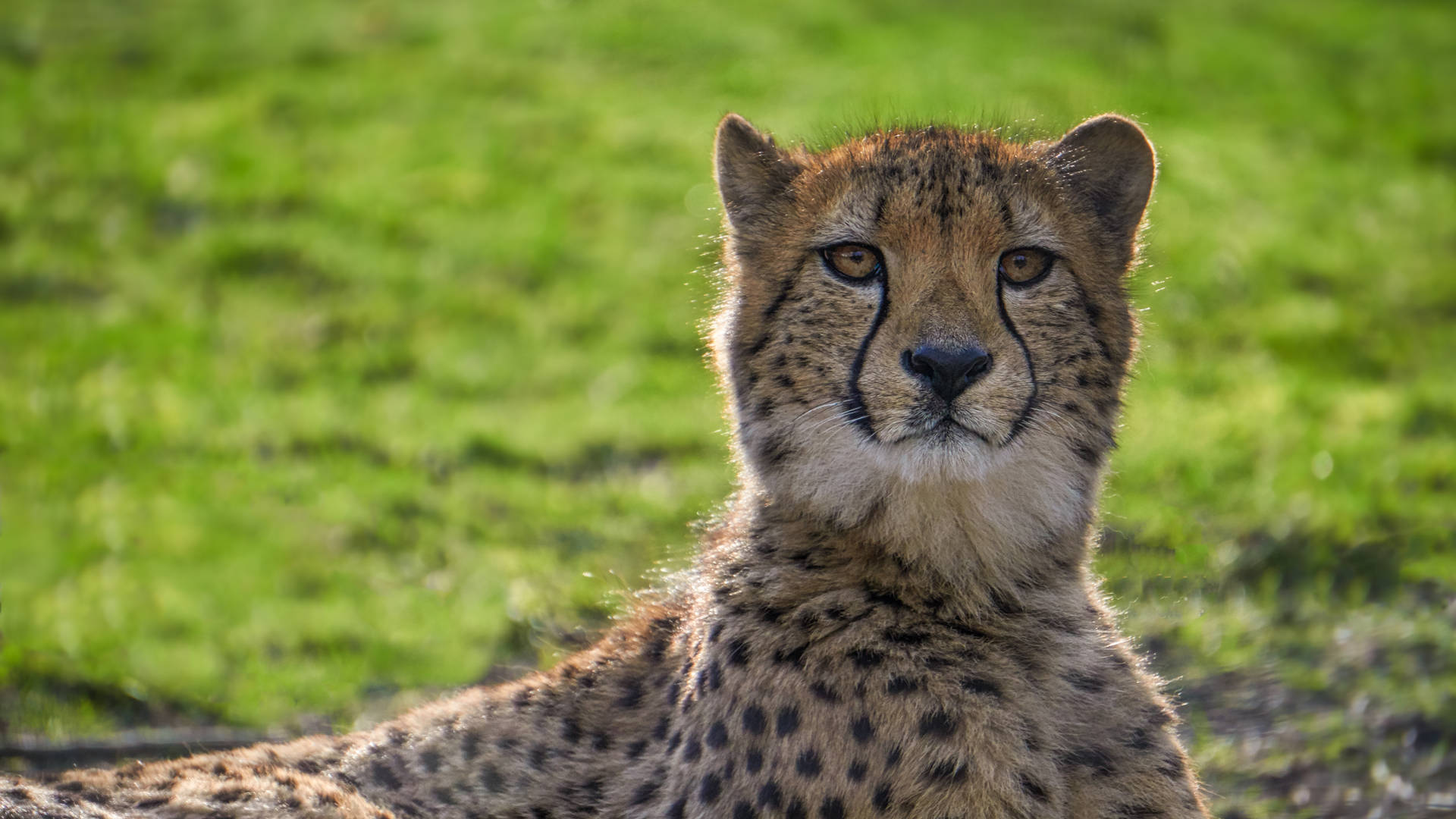7050X3966 Cheetah Wallpaper and Background