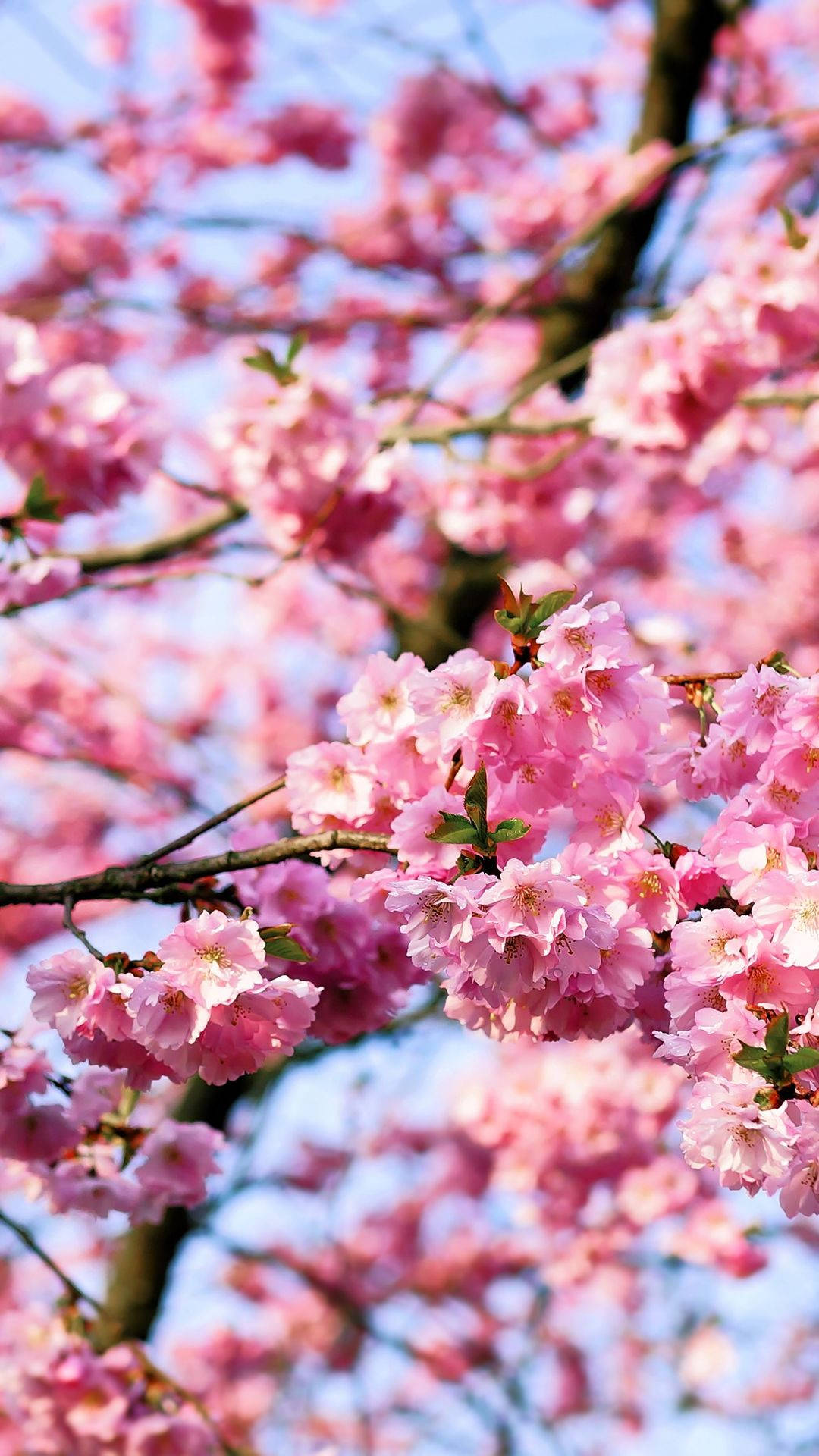 Cherry Blossom 1080X1920 Wallpaper and Background Image