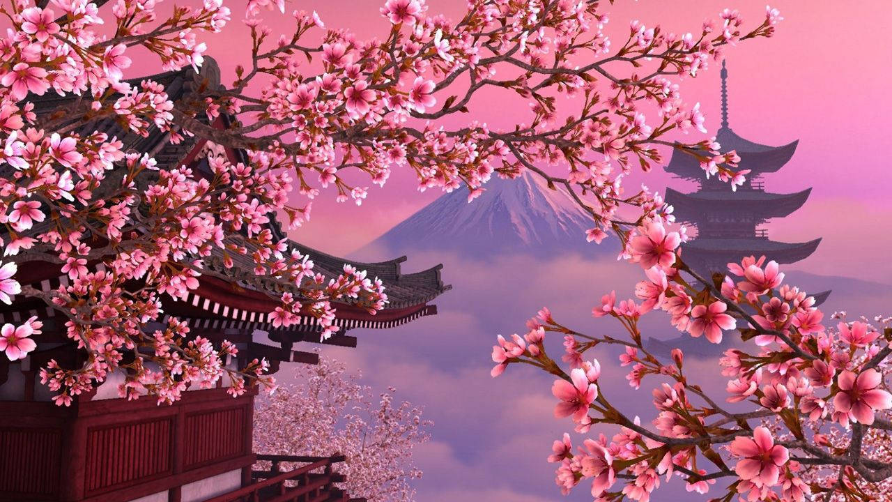 Cherry Blossom 1280X720 Wallpaper and Background Image