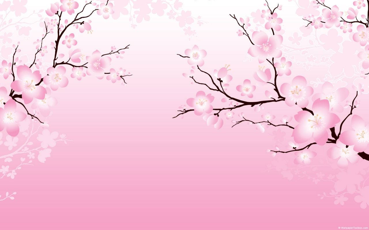 1280X800 Cherry Blossom Wallpaper and Background
