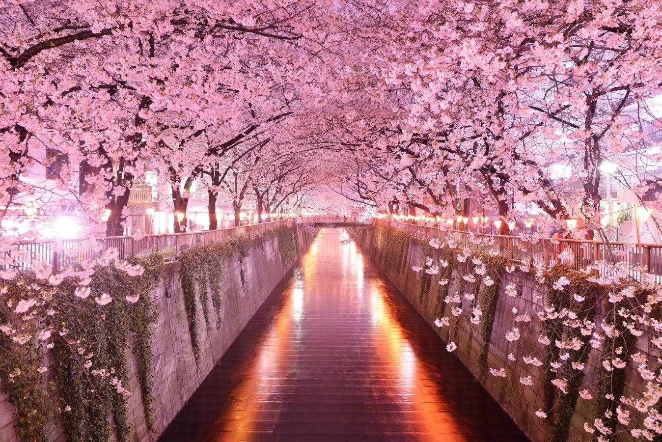 1348X900 Cherry Blossom Wallpaper and Background