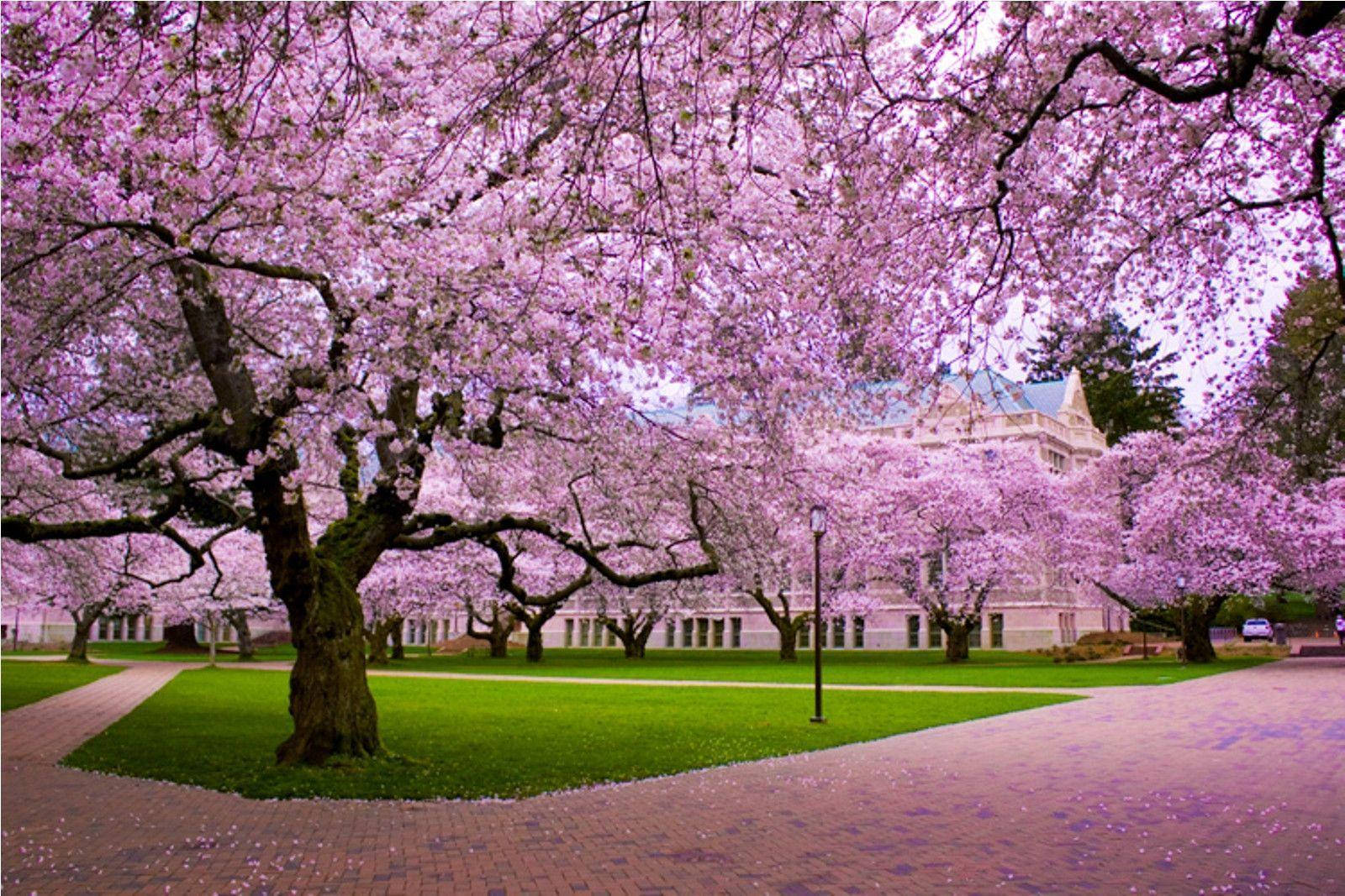 1600X1067 Cherry Blossom Wallpaper and Background