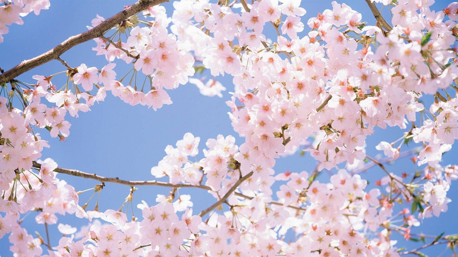 Cherry Blossom 1600X900 Wallpaper and Background Image