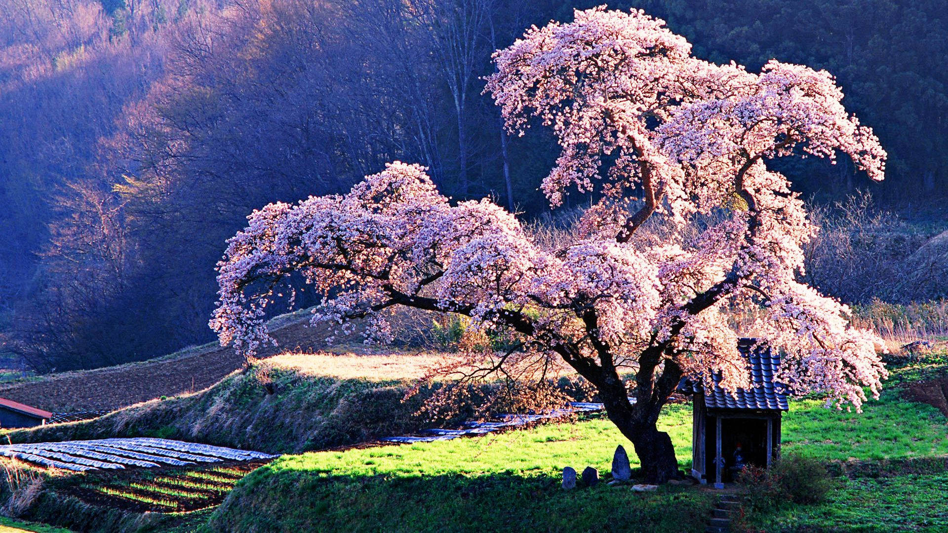 Cherry Blossom 1920X1080 Wallpaper and Background Image