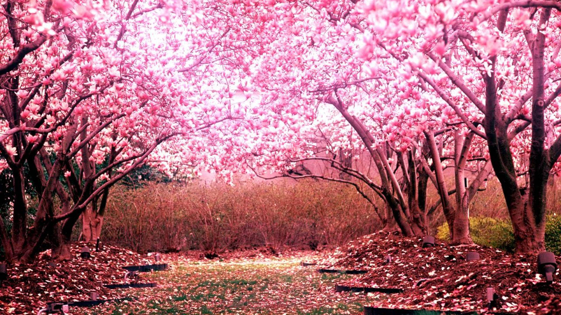 1920X1080 Cherry Blossom Wallpaper and Background