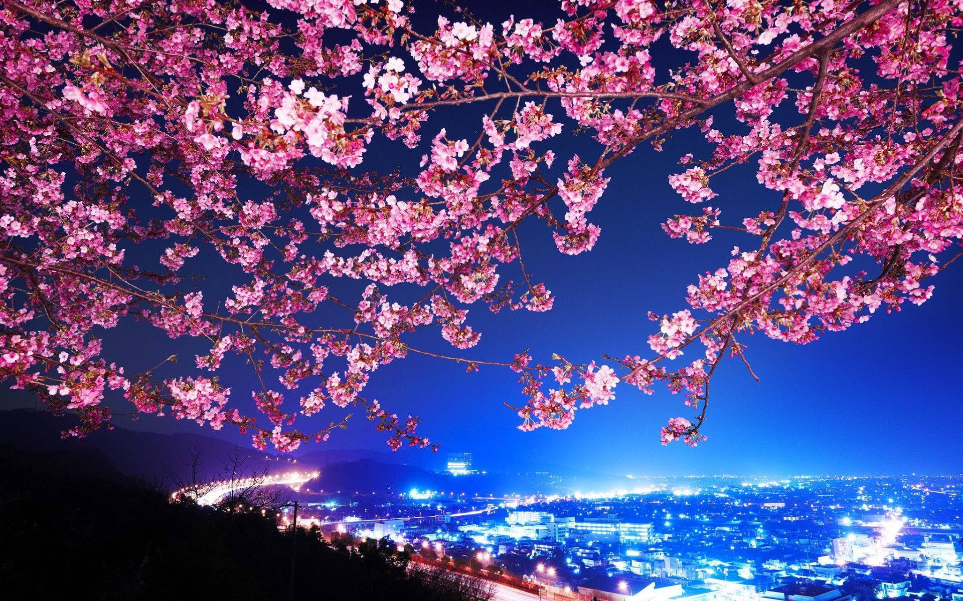 Cherry Blossom 1920X1200 Wallpaper and Background Image