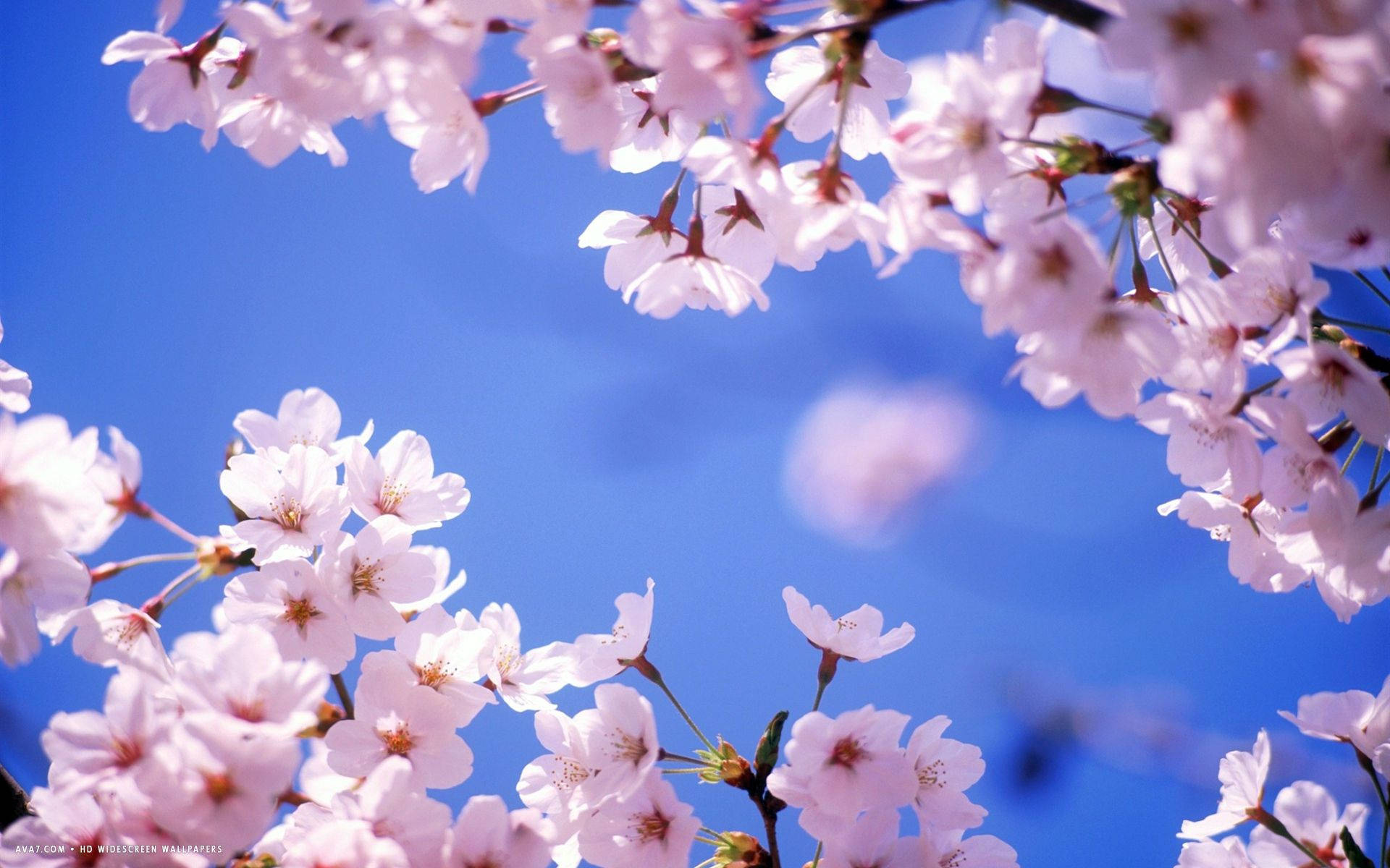 Cherry Blossom 1920X1200 Wallpaper and Background Image