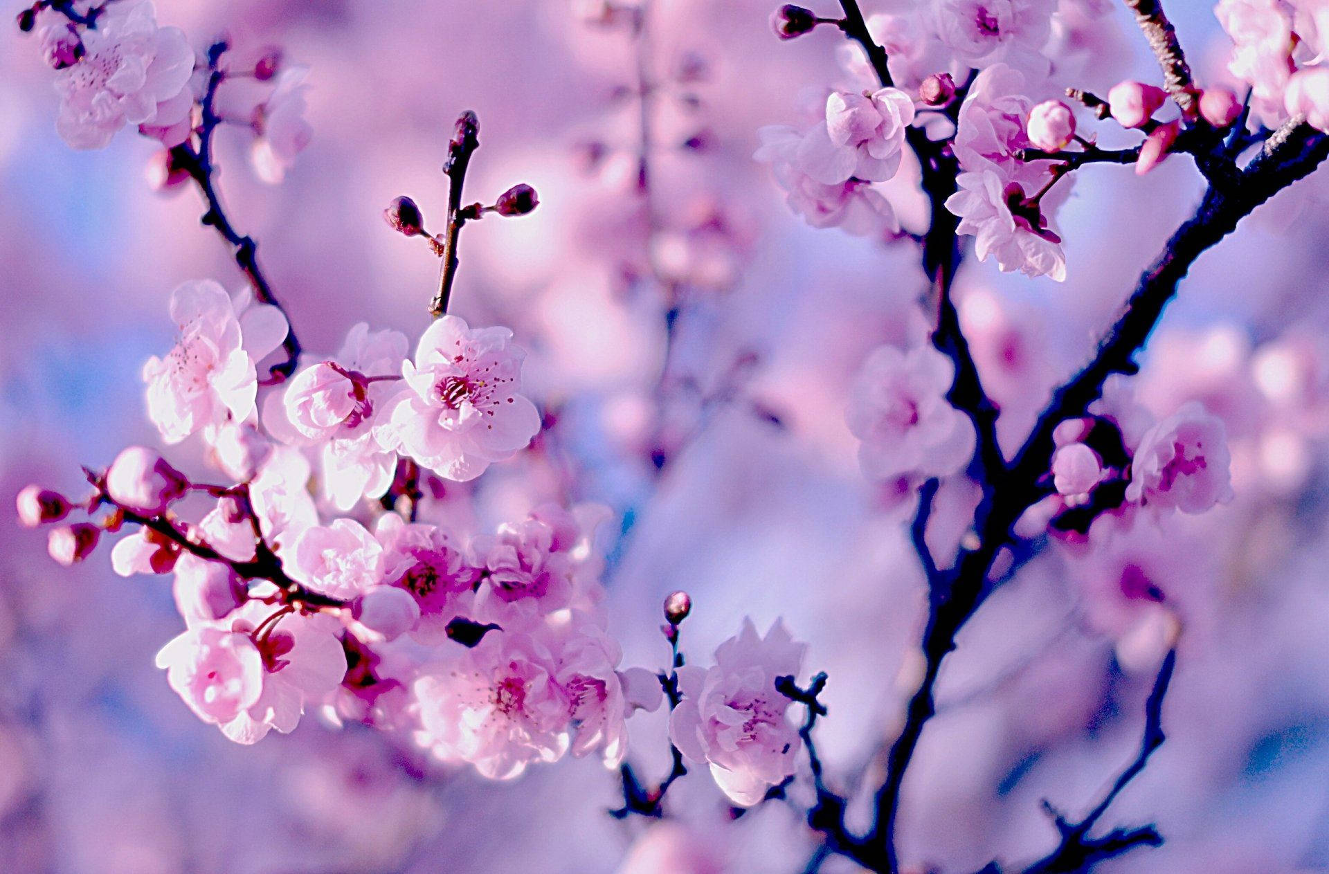 Cherry Blossom 1920X1263 Wallpaper and Background Image
