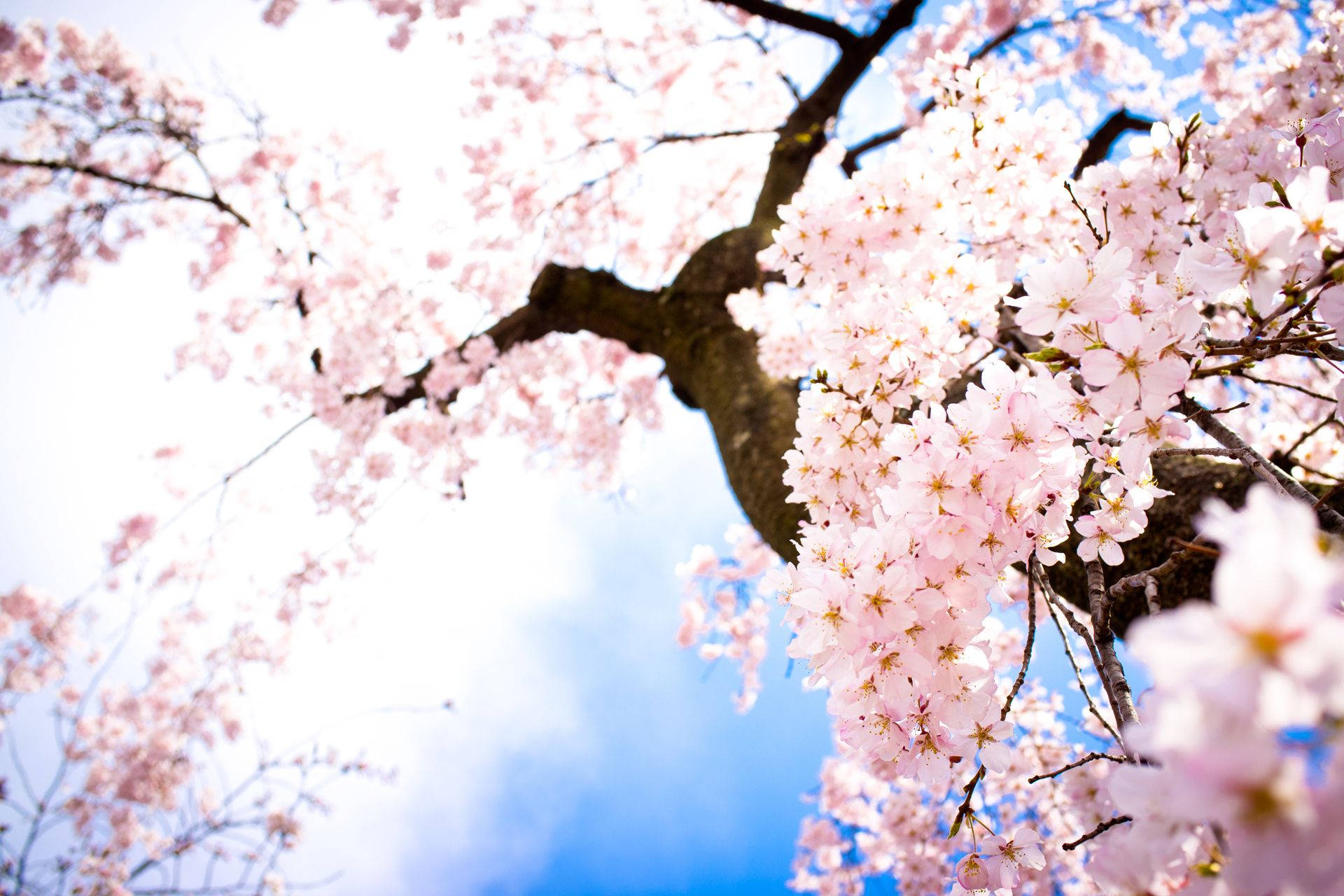 Cherry Blossom 1920X1280 Wallpaper and Background Image