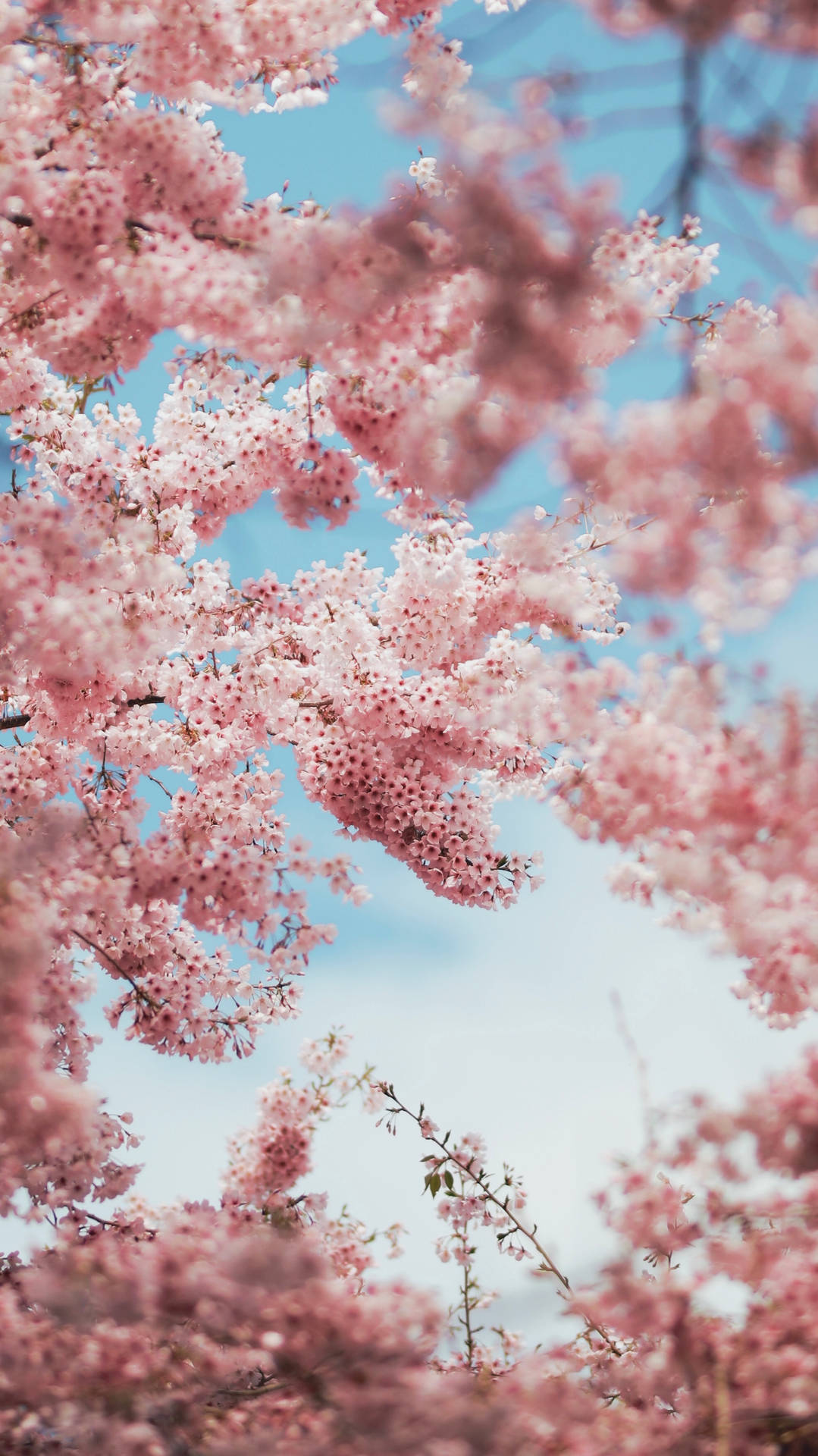 1981X3524 Cherry Blossom Wallpaper and Background