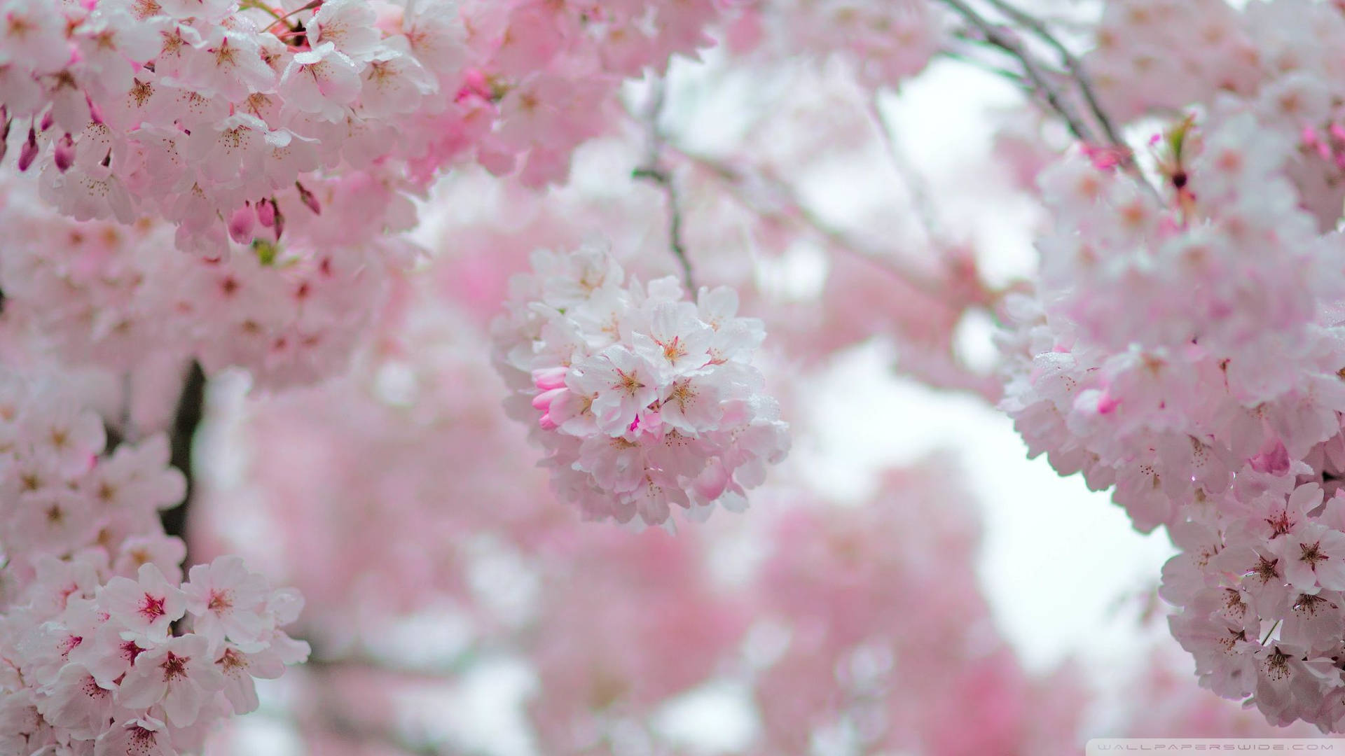 Cherry Blossom 2048X1152 Wallpaper and Background Image