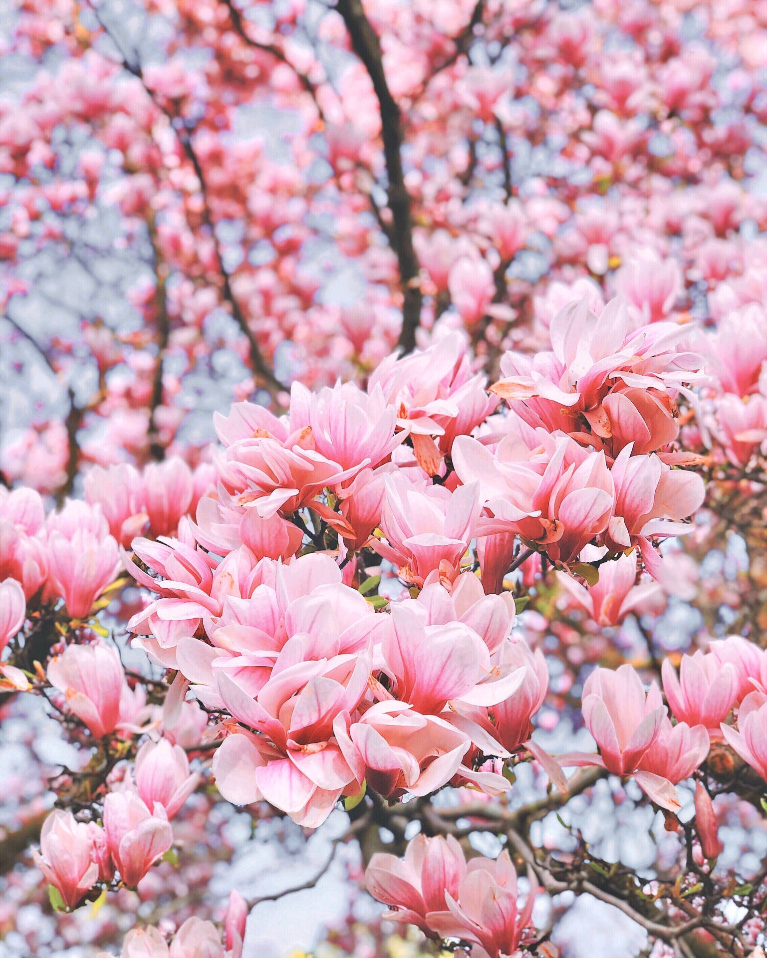 2268X2833 Cherry Blossom Wallpaper and Background