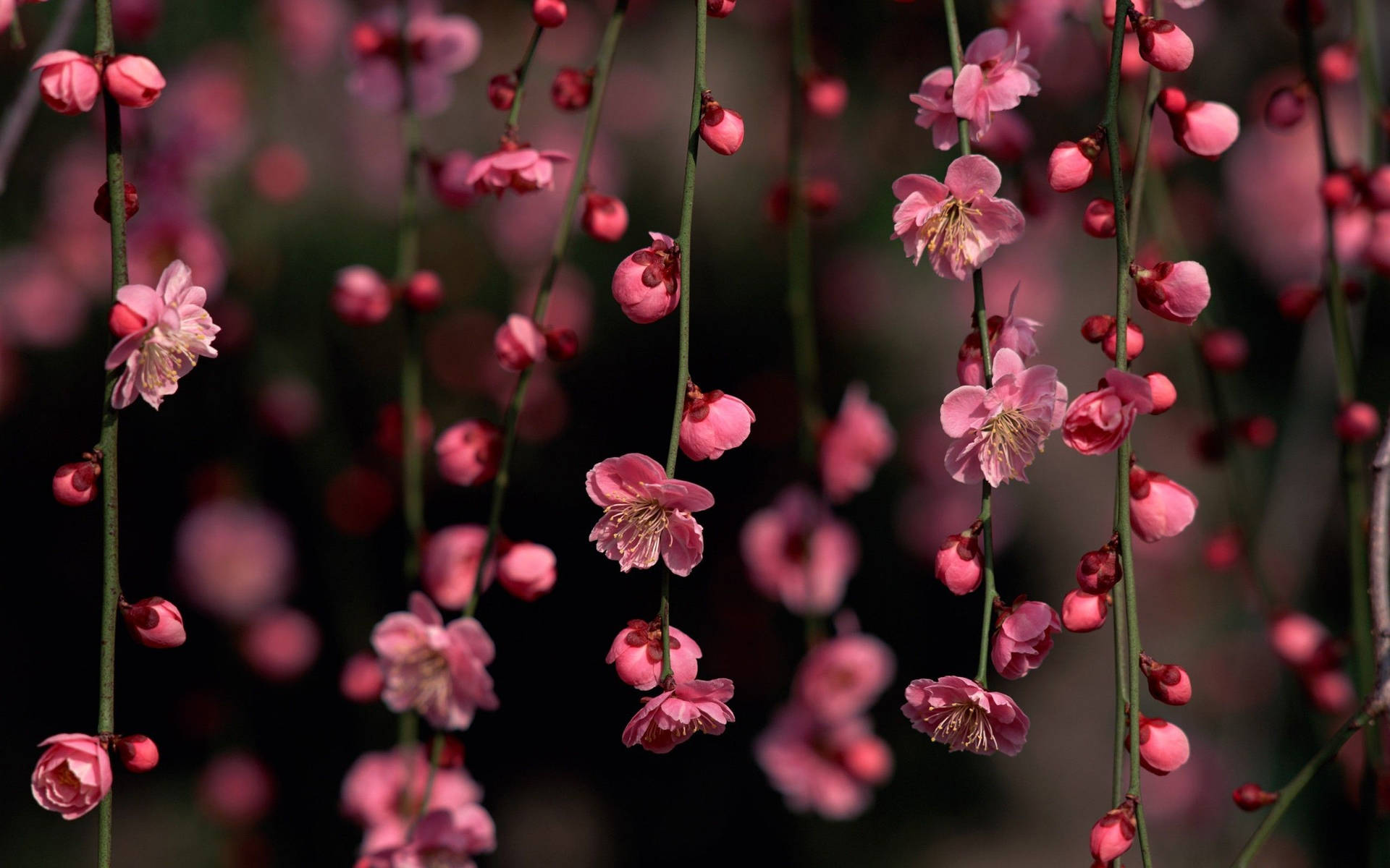 Cherry Blossom 2560X1600 Wallpaper and Background Image