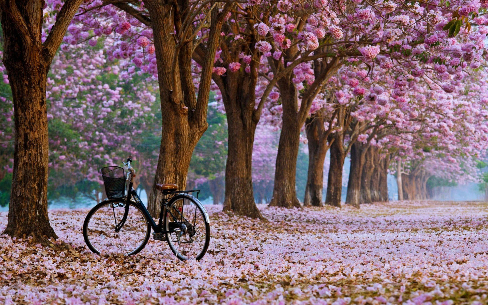 2560X1600 Cherry Blossom Wallpaper and Background