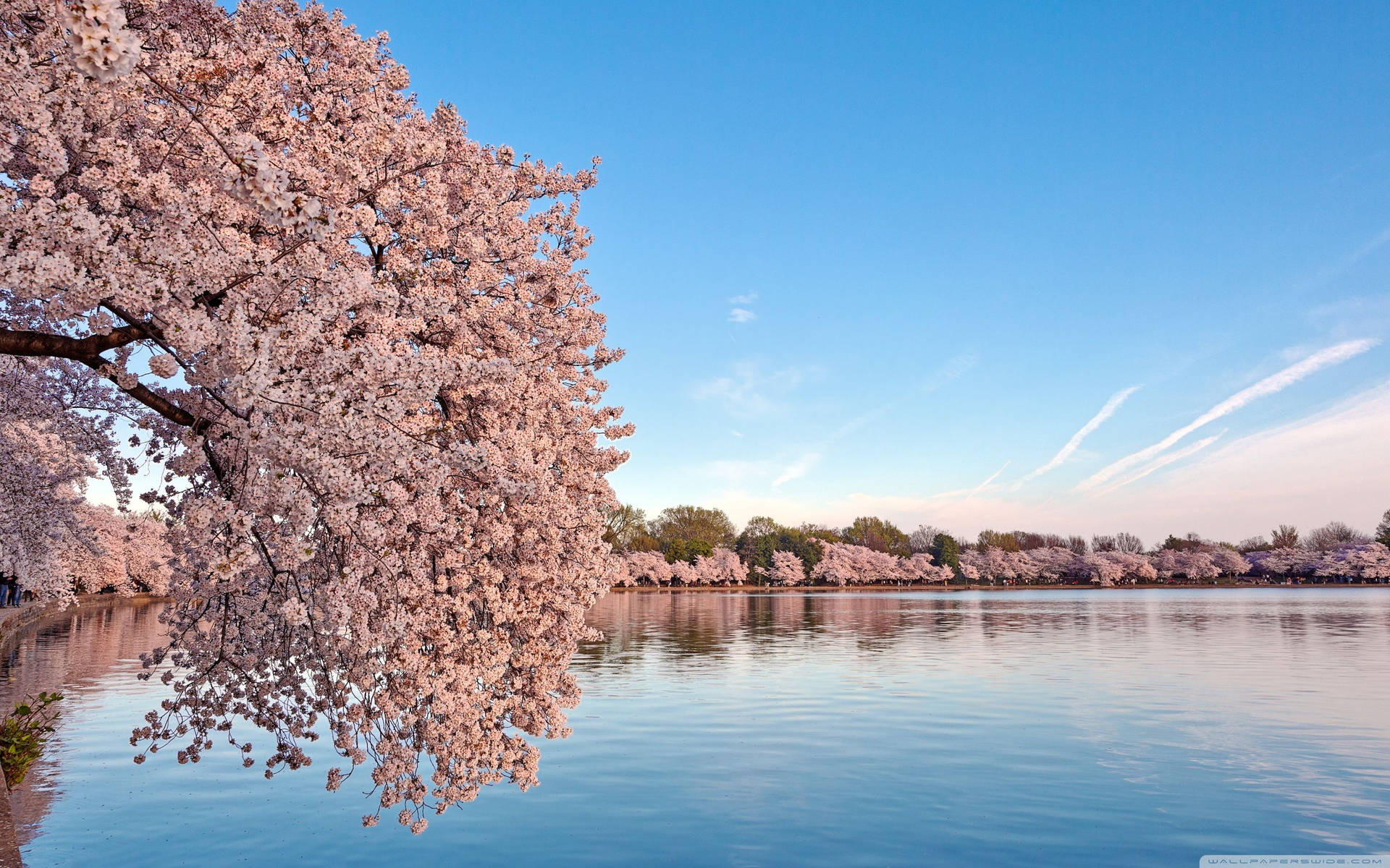 2880X1800 Cherry Blossom Wallpaper and Background