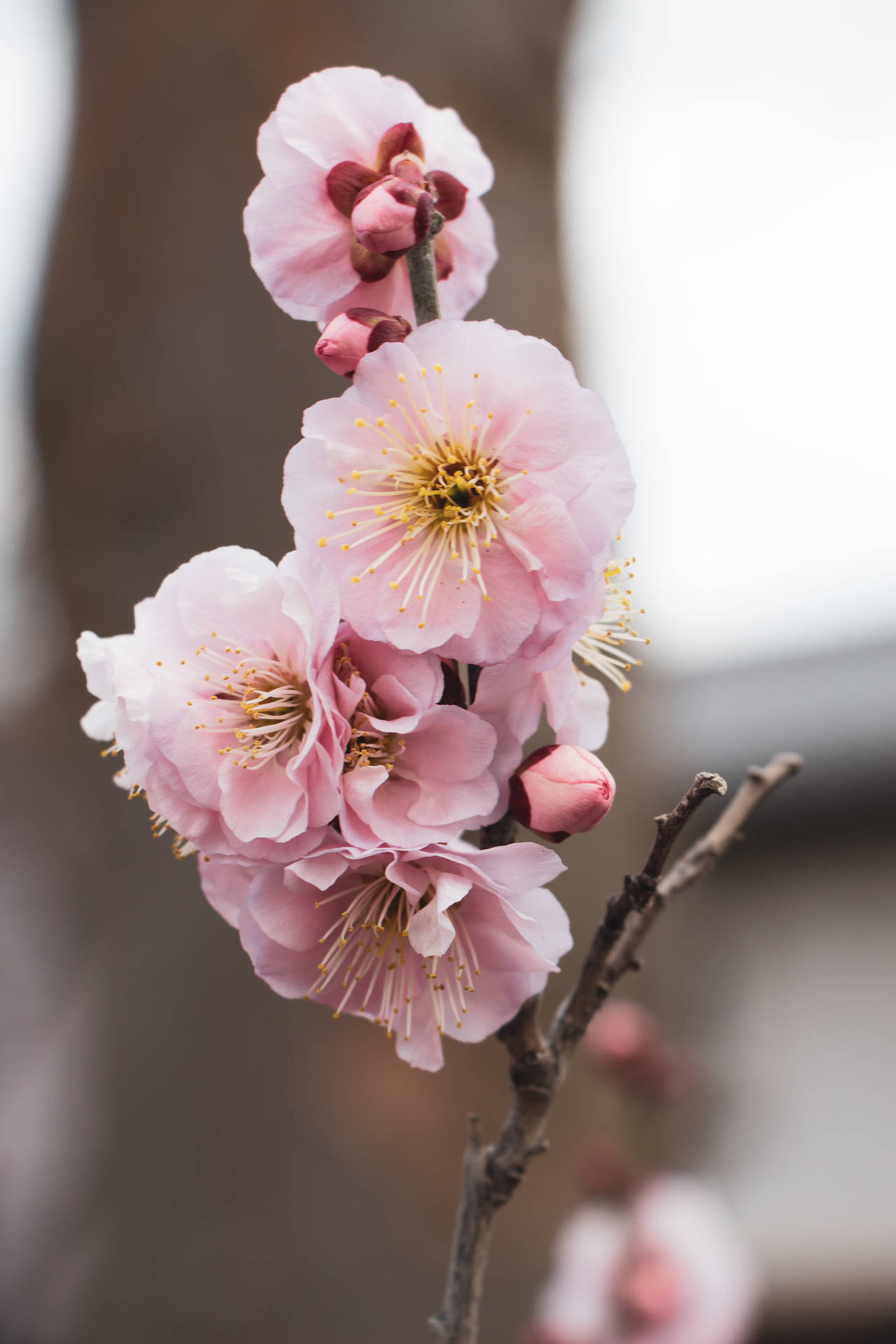 Cherry Blossom 3456X5184 Wallpaper and Background Image