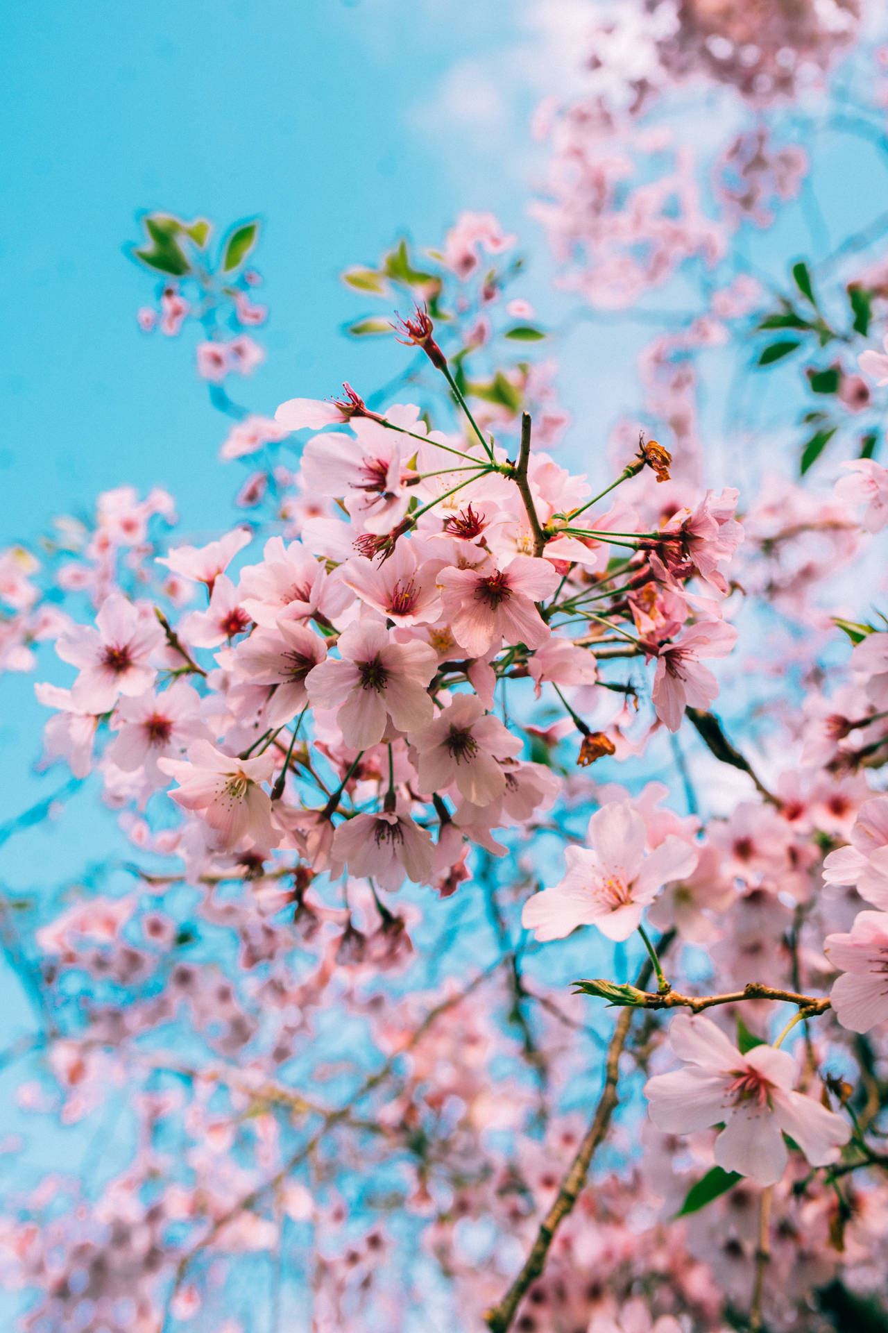 4000X6000 Cherry Blossom Wallpaper and Background