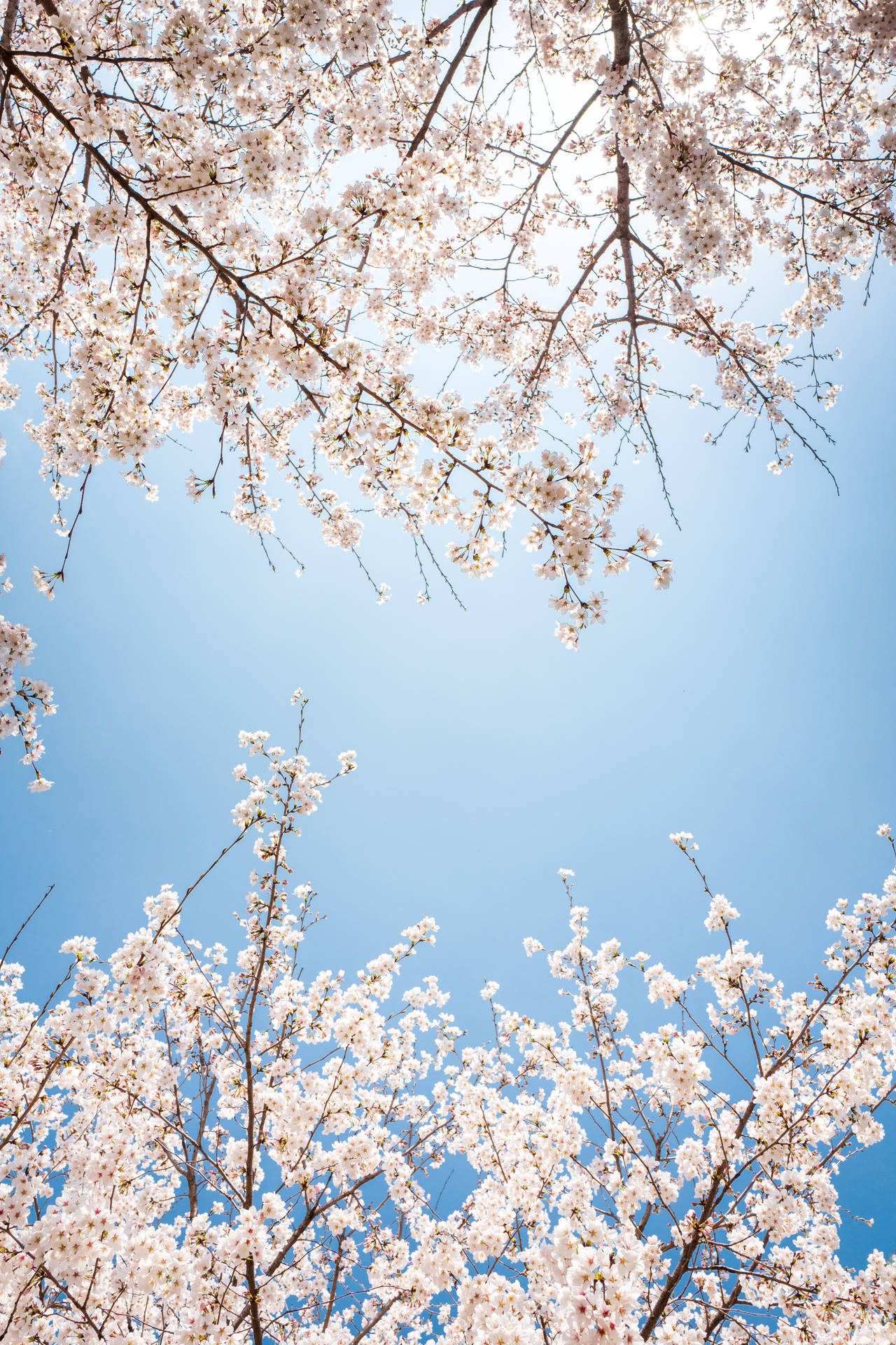 Cherry Blossom 4000X6000 Wallpaper and Background Image