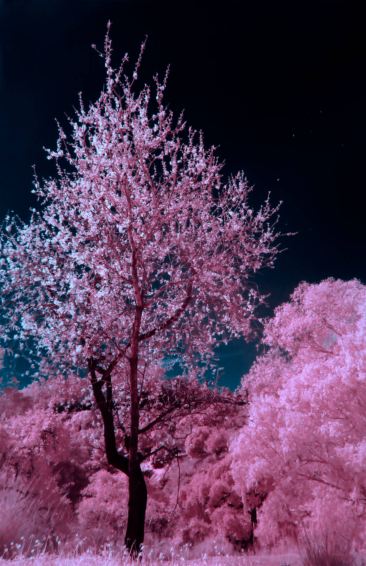 4288X6623 Cherry Blossom Wallpaper and Background