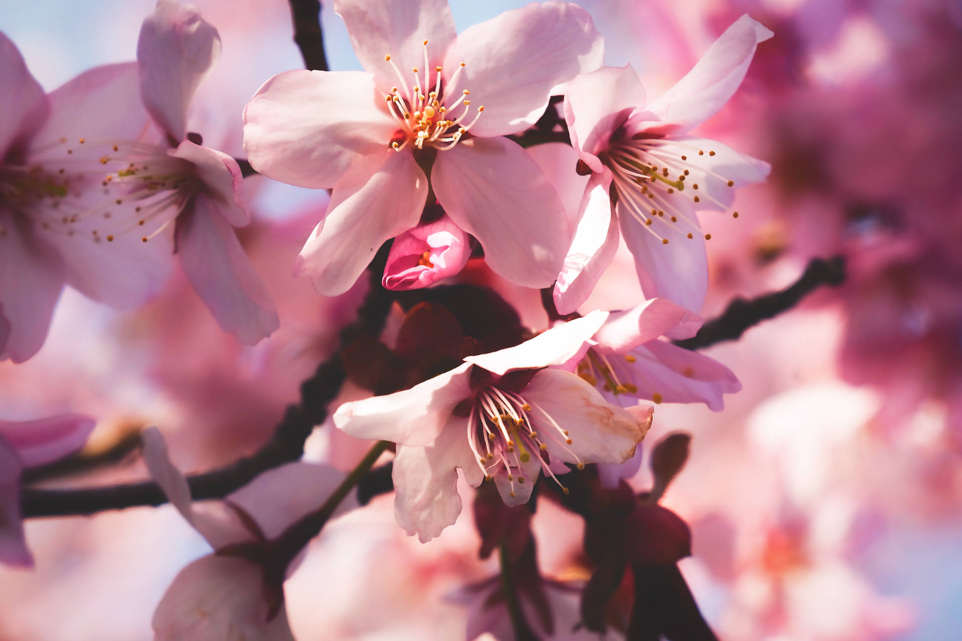 Cherry Blossom 4896X3264 Wallpaper and Background Image