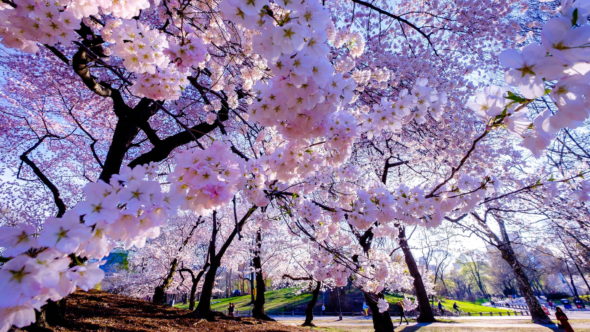 5120X2880 Cherry Blossom Wallpaper and Background