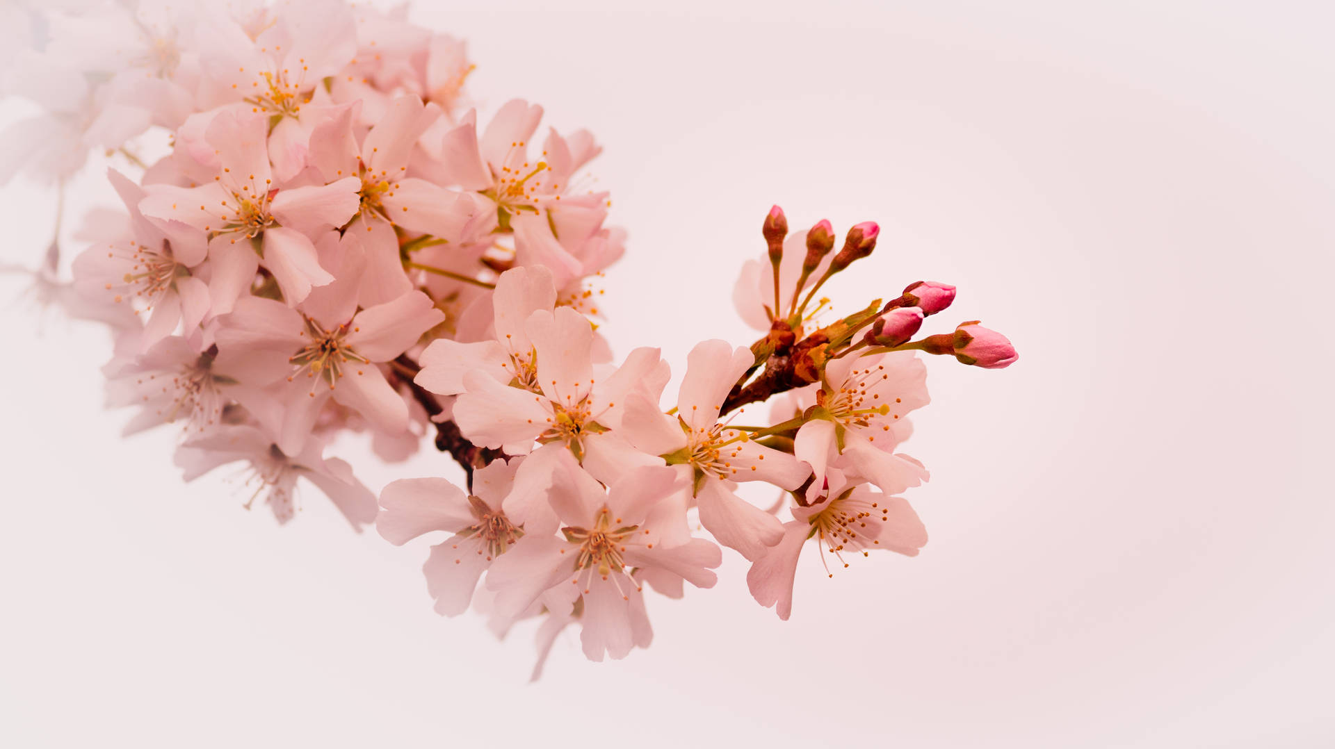 5456X3064 Cherry Blossom Wallpaper and Background