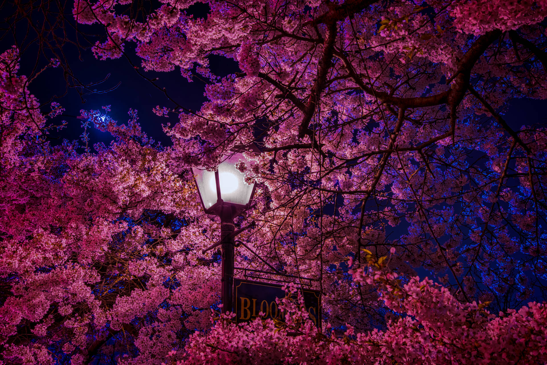 8256X5504 Cherry Blossom Wallpaper and Background