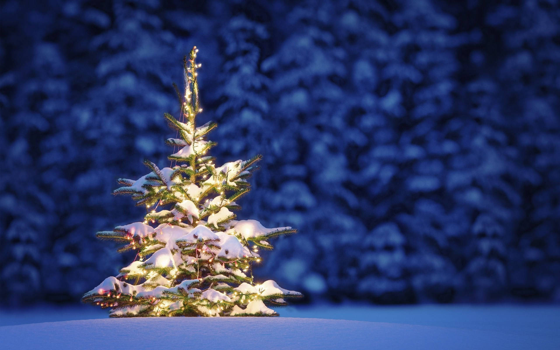 Christmas Desktop 2560X1600 Wallpaper and Background Image