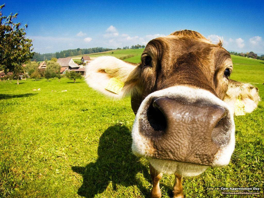 1024X768 Cow Wallpaper and Background