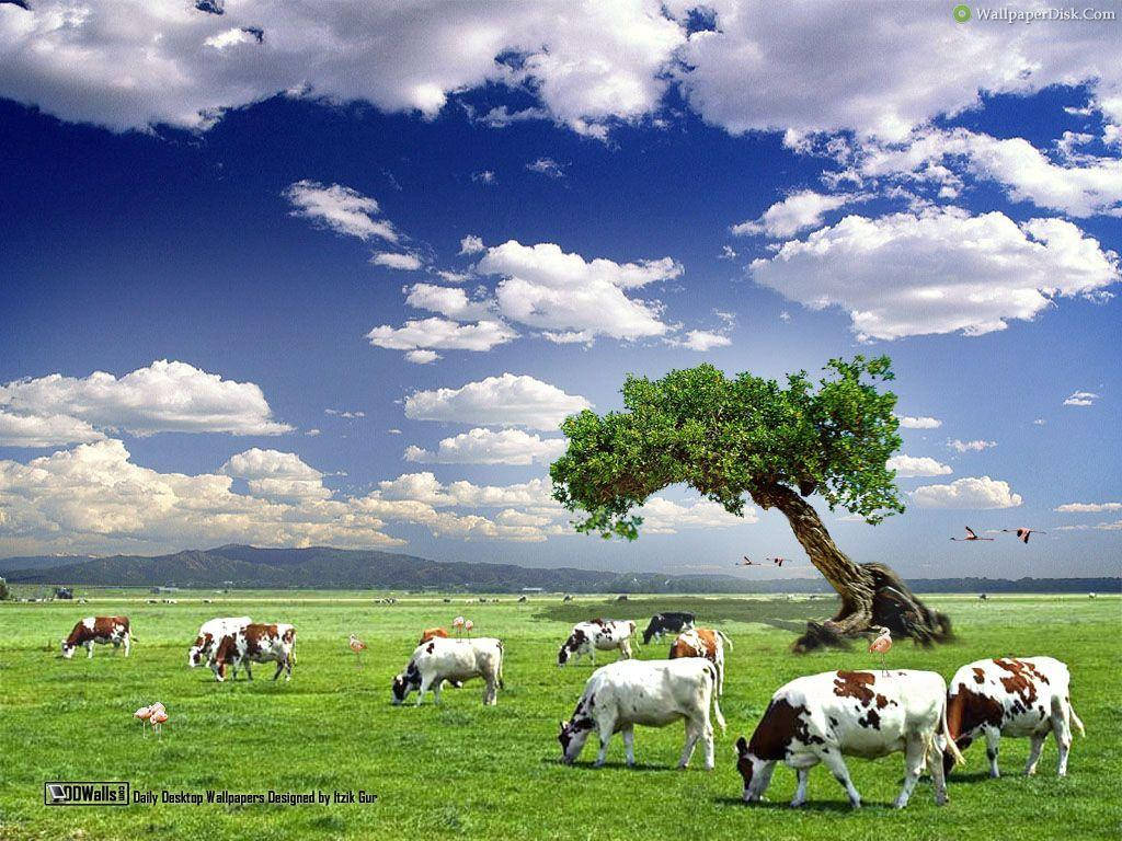 Cow 1024X768 Wallpaper and Background Image