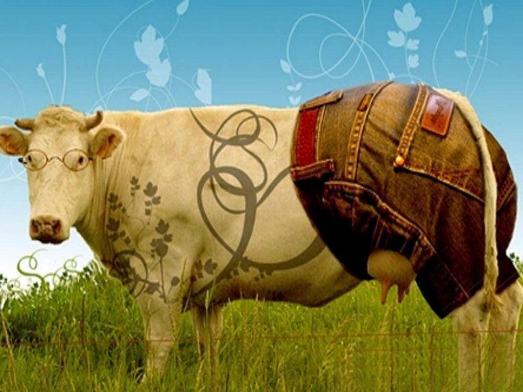 Cow 1024X768 Wallpaper and Background Image
