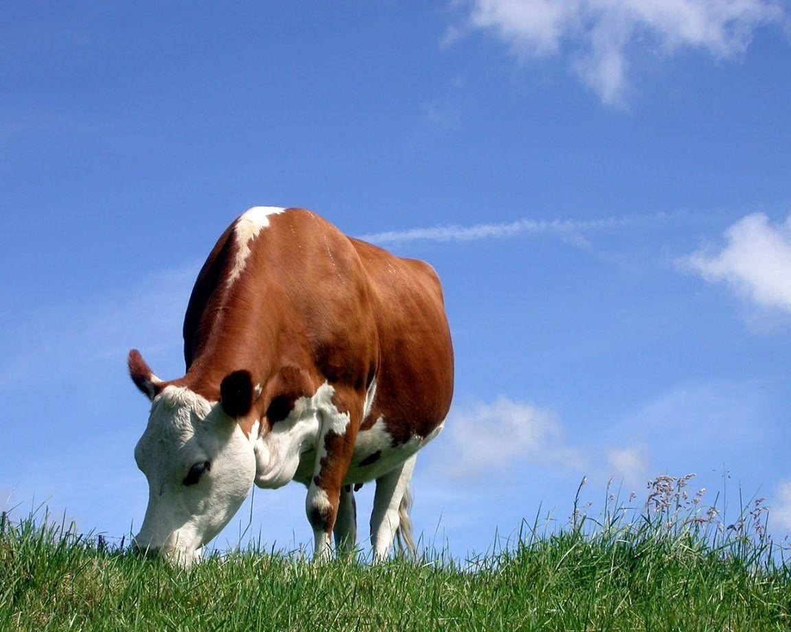 Cow 1152X921 Wallpaper and Background Image