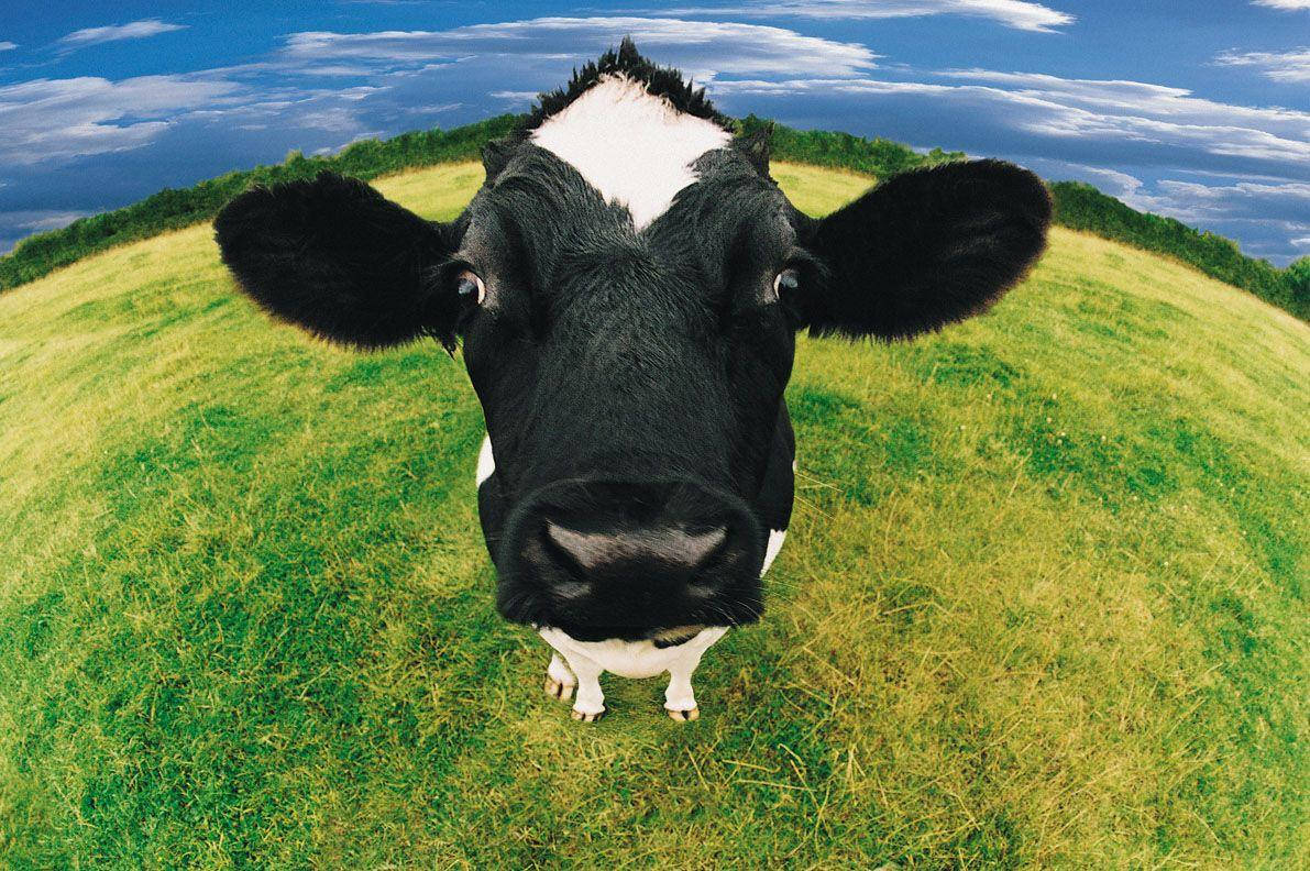 Cow 1191X792 Wallpaper and Background Image