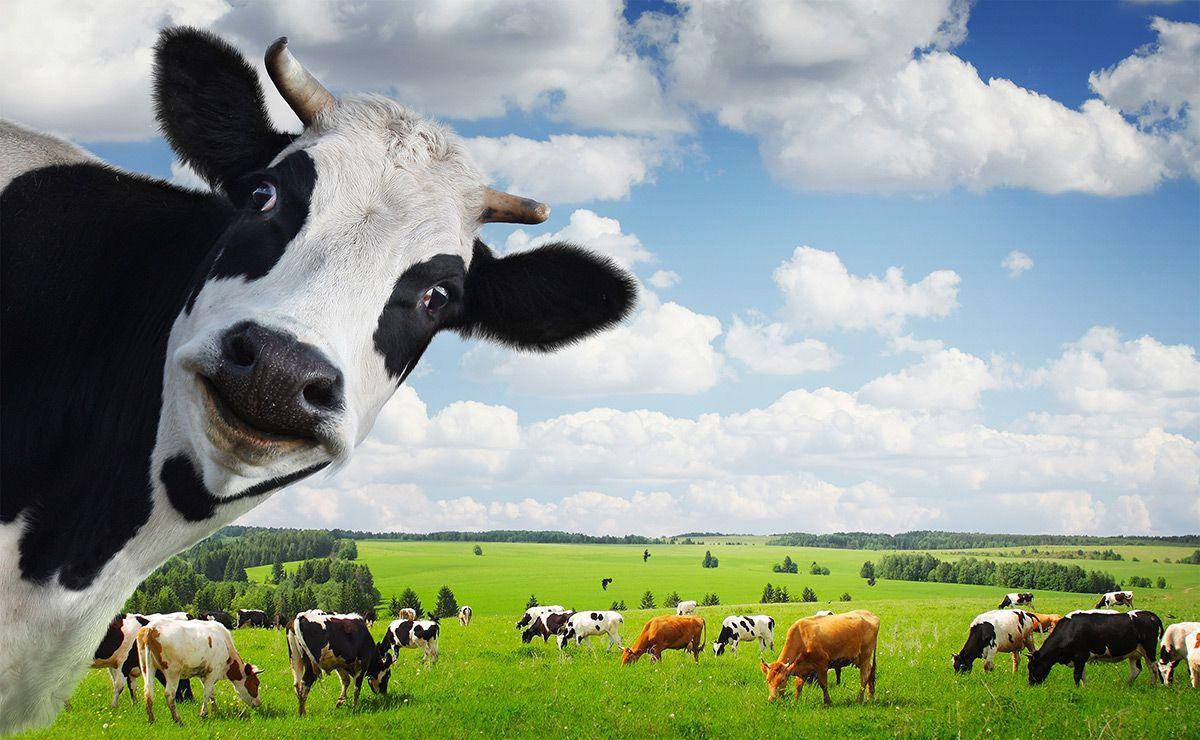 1200X740 Cow Wallpaper and Background