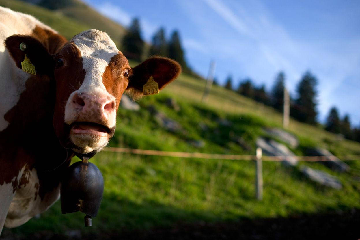 1247X831 Cow Wallpaper and Background