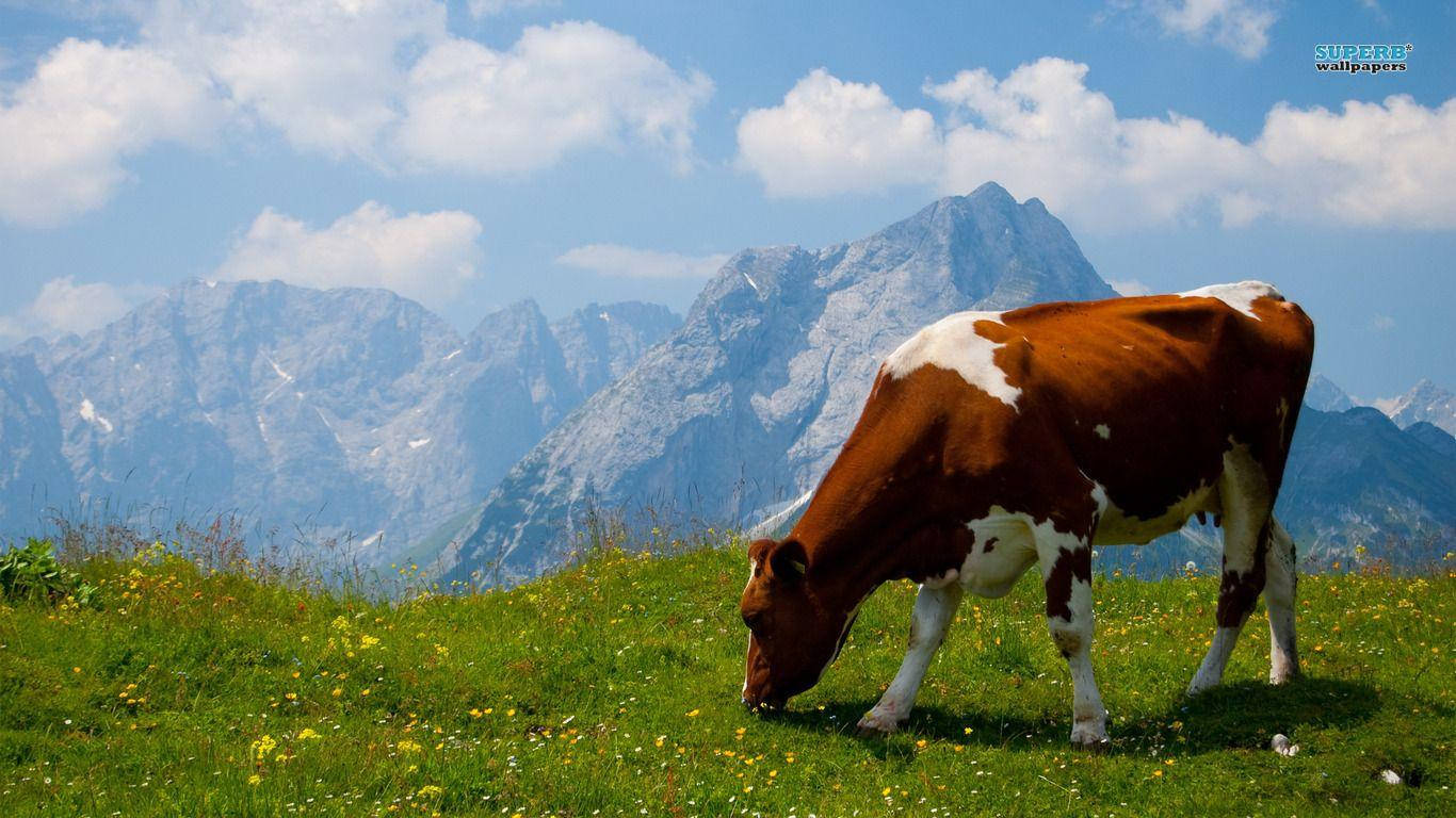 1366X768 Cow Wallpaper and Background