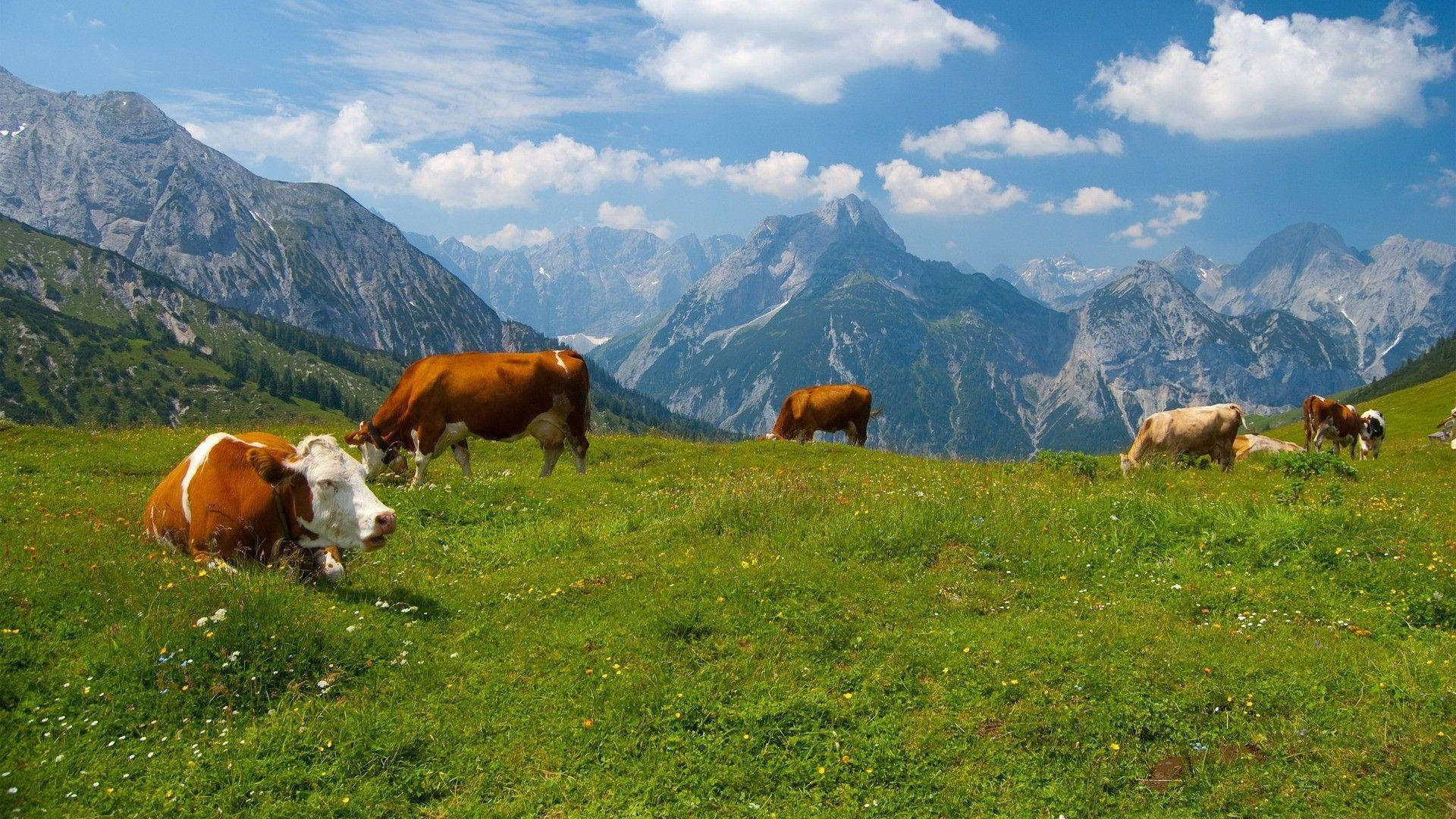 1920X1080 Cow Wallpaper and Background