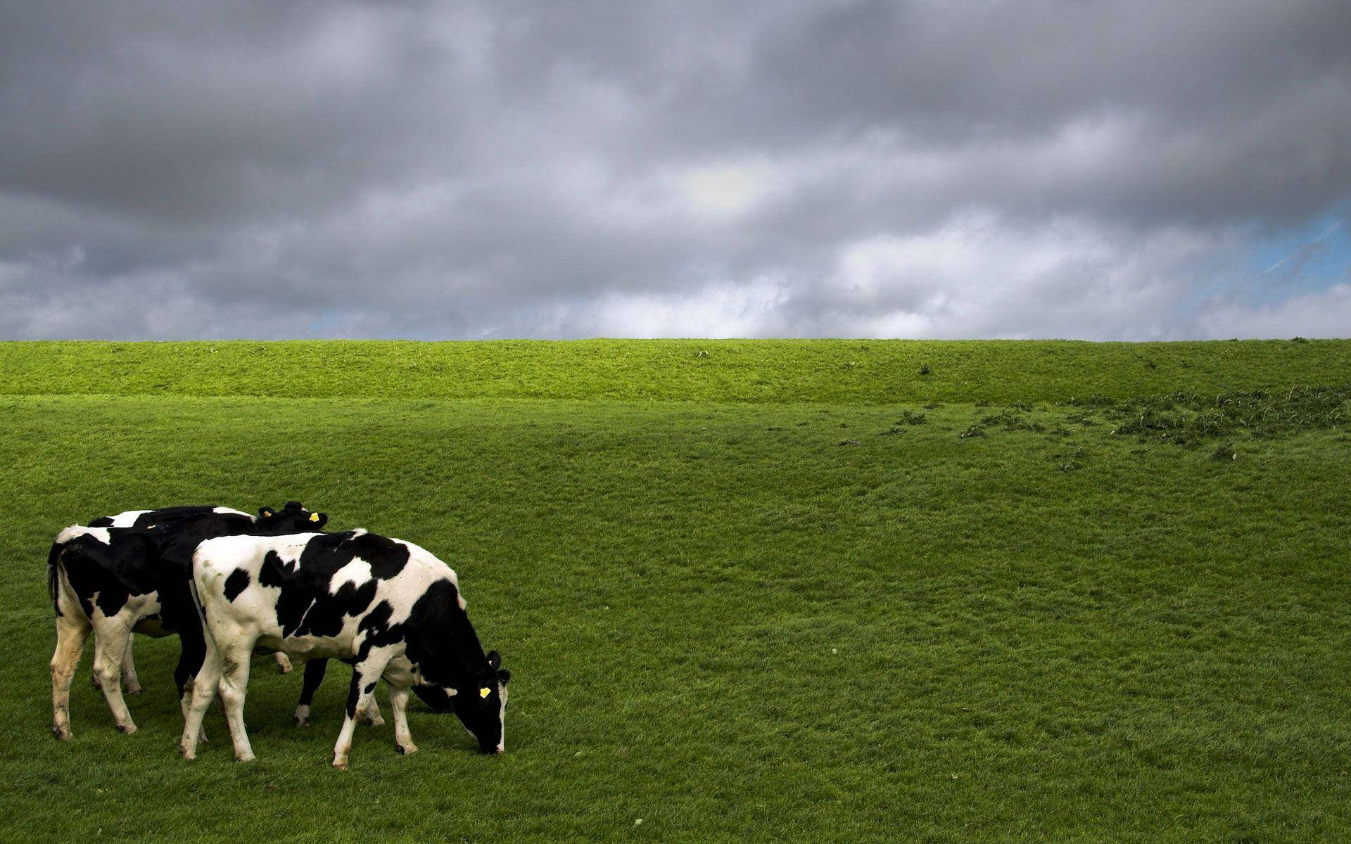1920X1200 Cow Wallpaper and Background