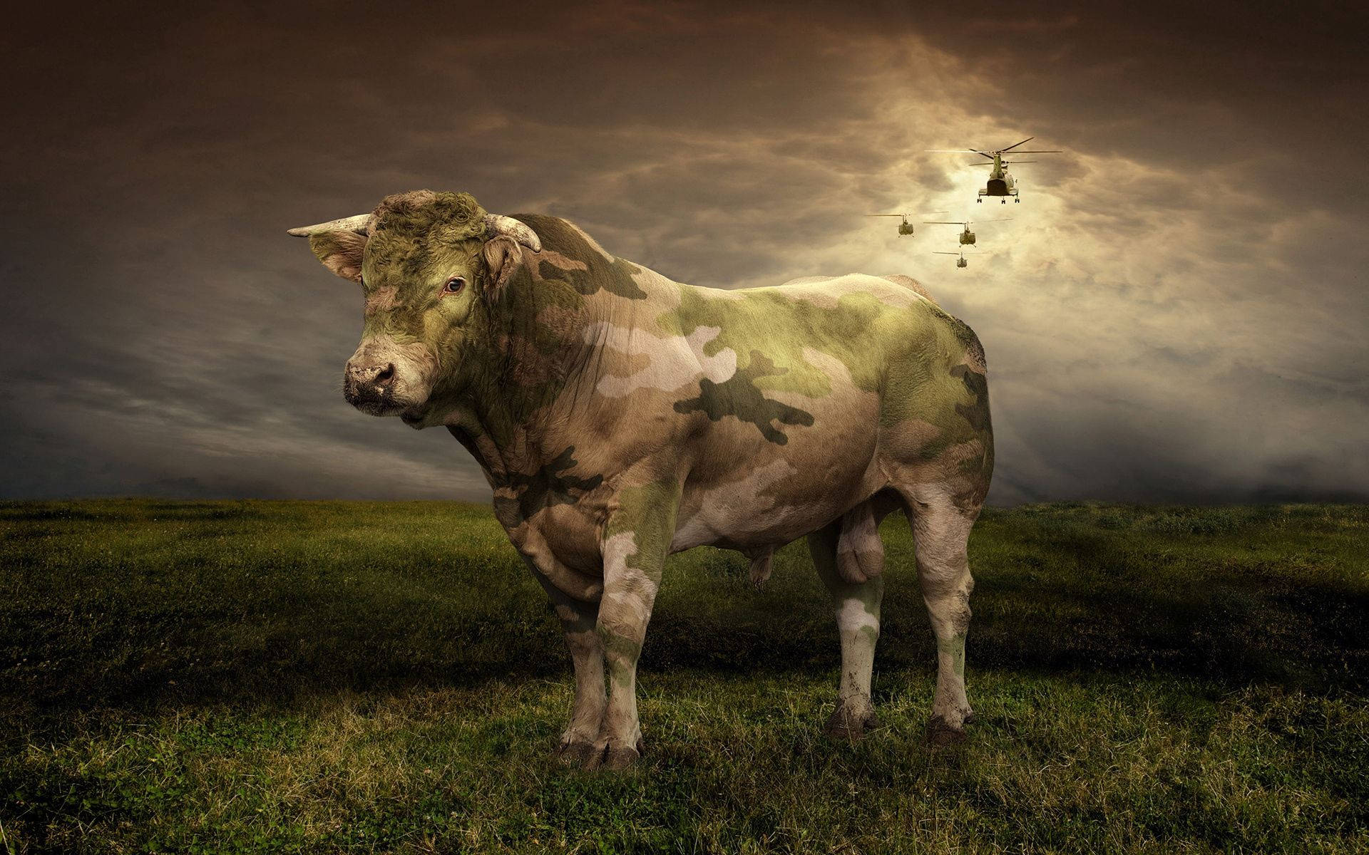 Cow 1920X1200 Wallpaper and Background Image