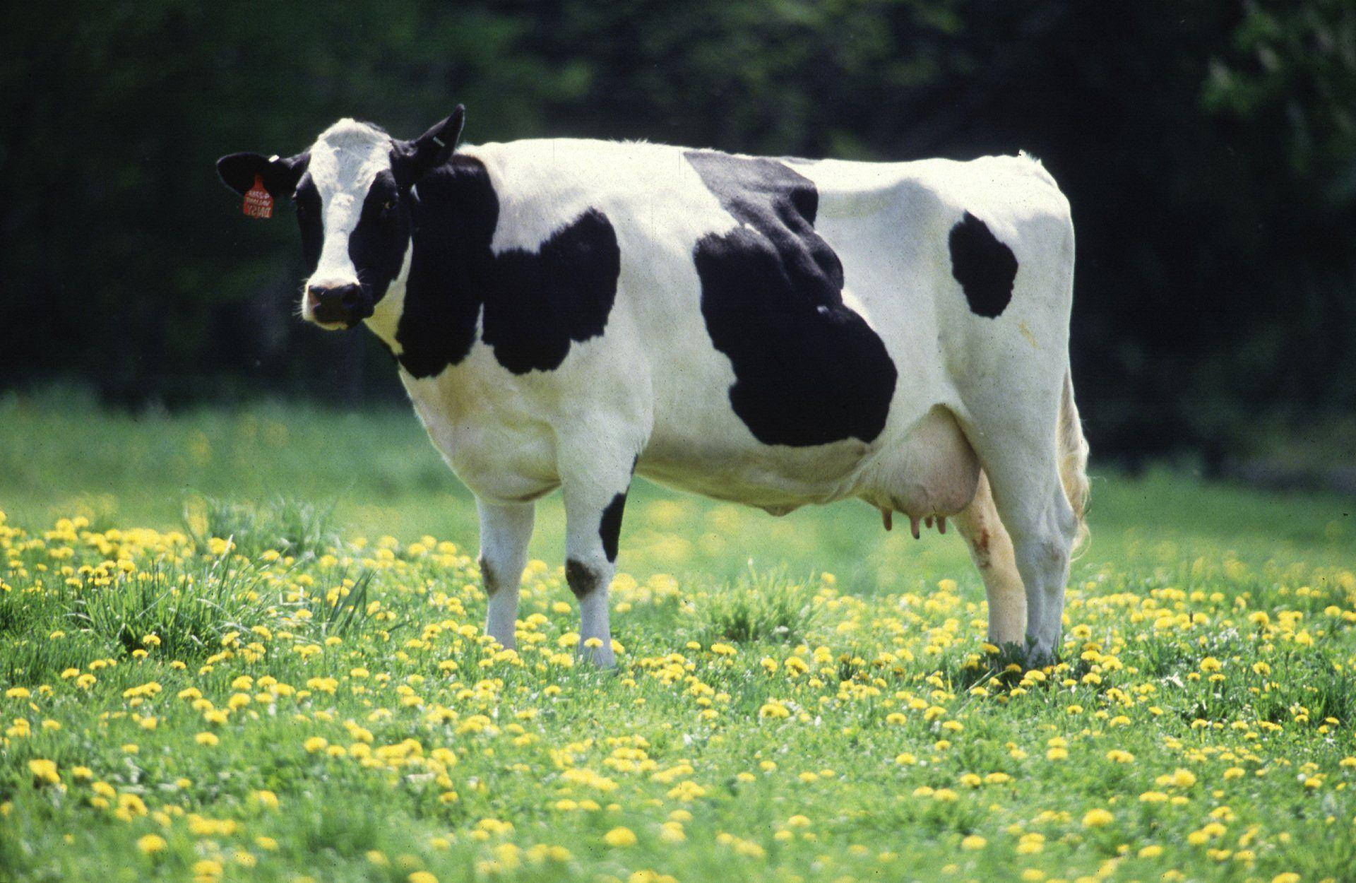 1920X1250 Cow Wallpaper and Background