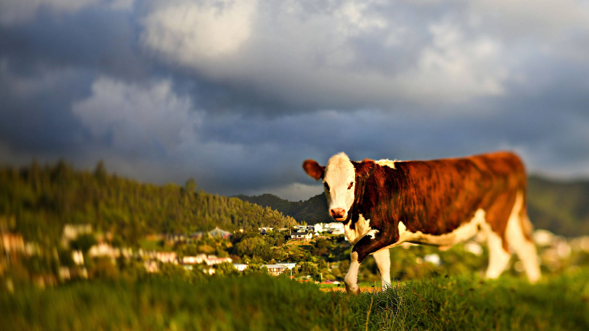 Cow 2560X1440 Wallpaper and Background Image