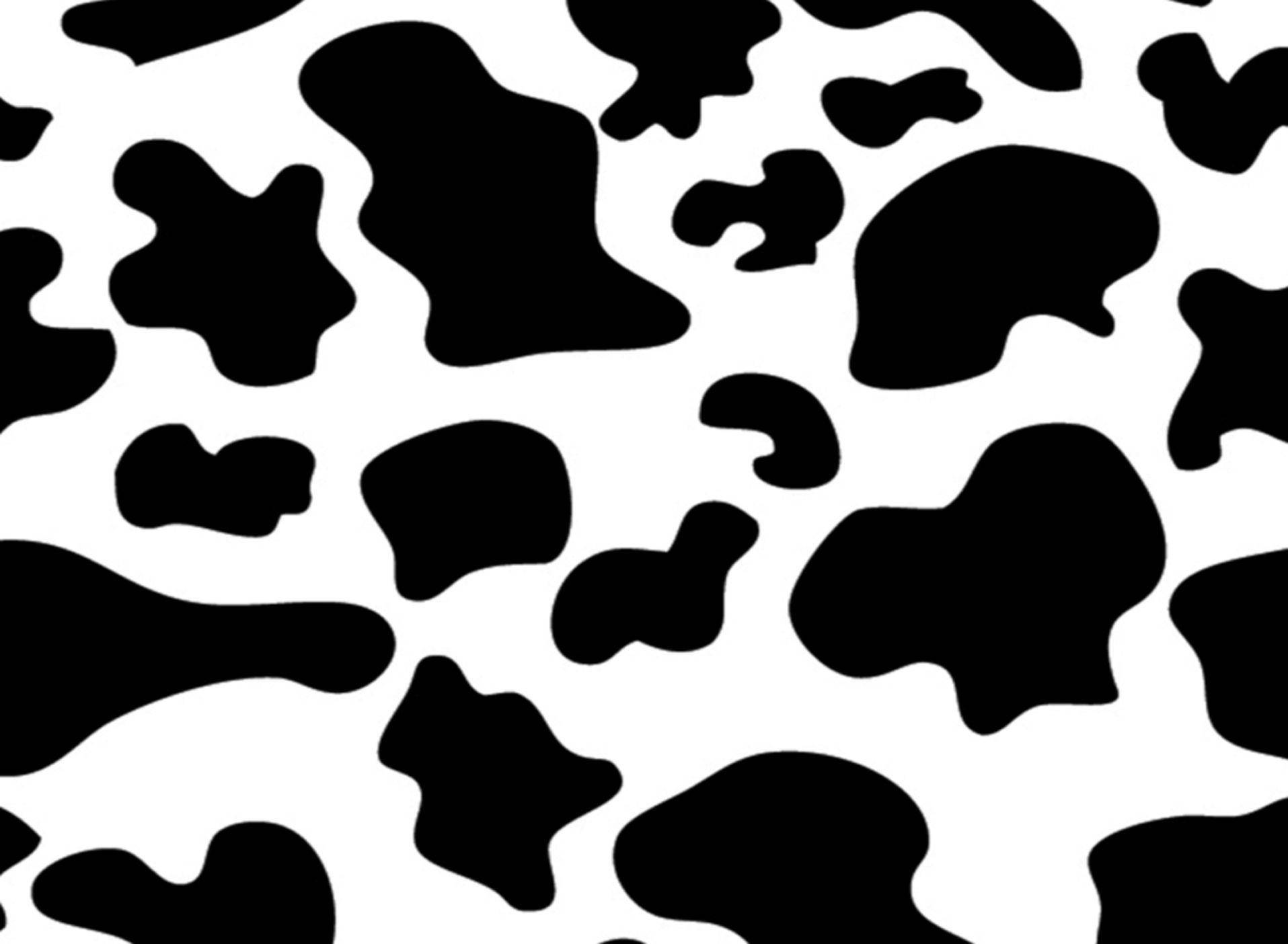 1915X1404 Cow Print Wallpaper and Background