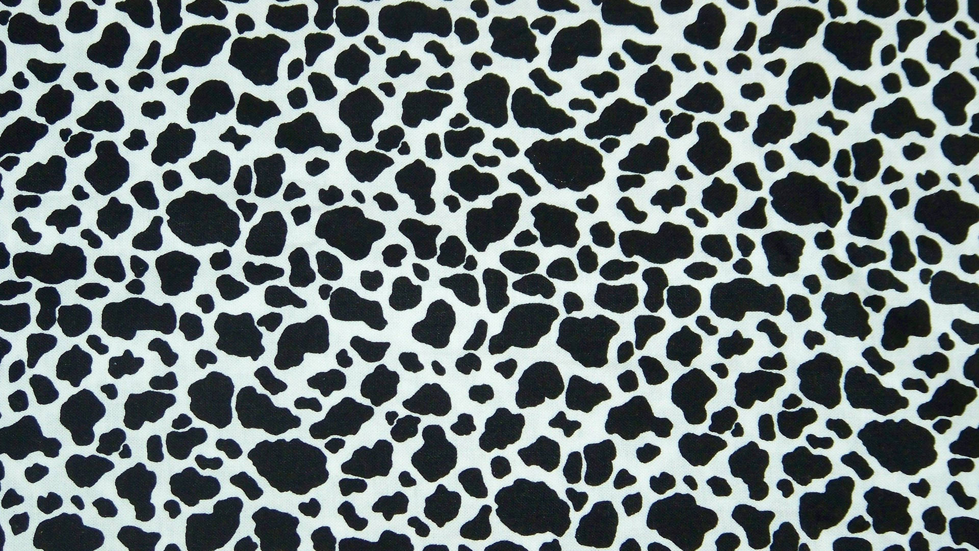 Cow Print 2560X1440 Wallpaper and Background Image