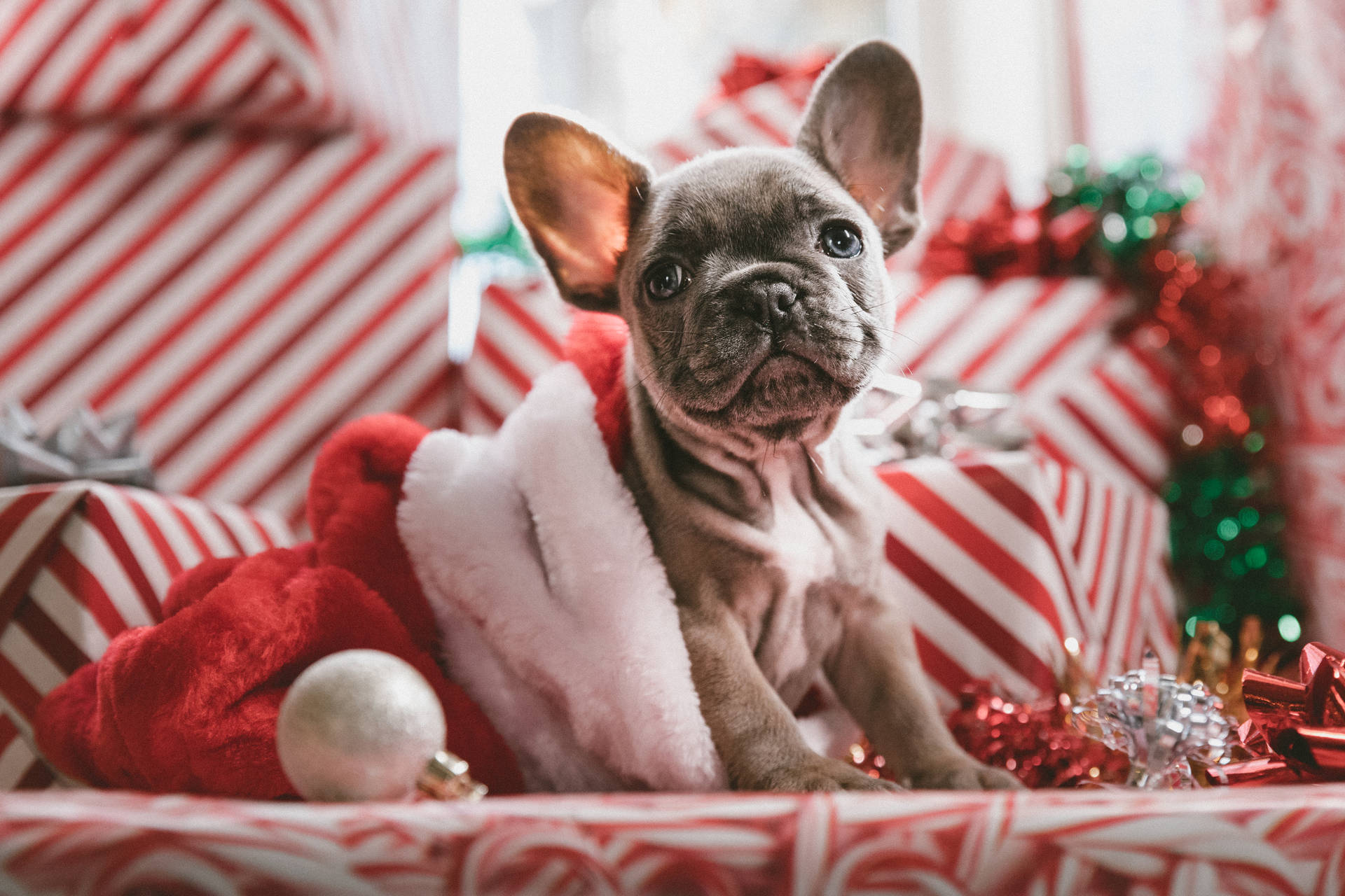 6250X4167 Cute Christmas Wallpaper and Background