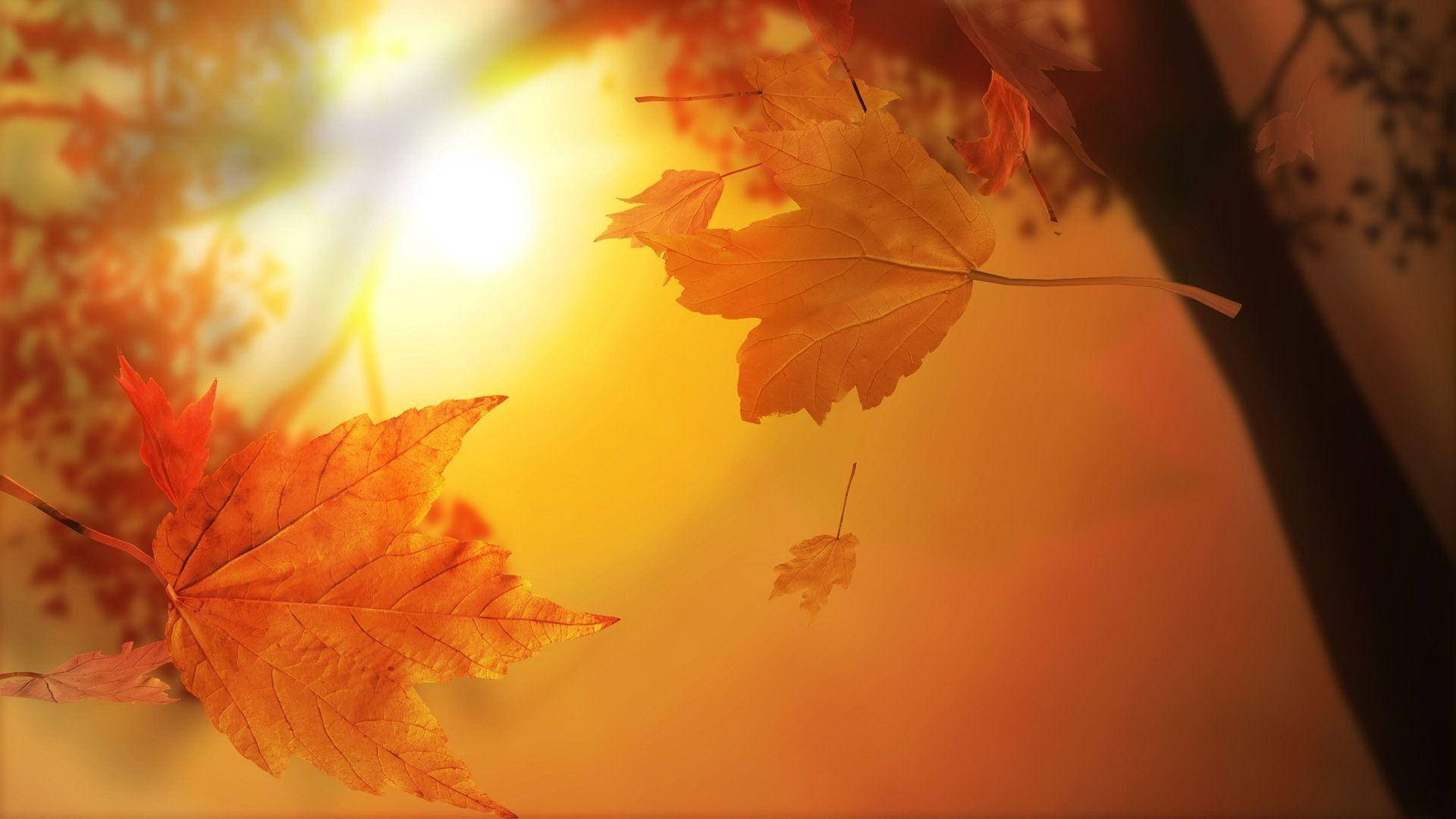 1920X1080 Cute Fall Wallpaper and Background