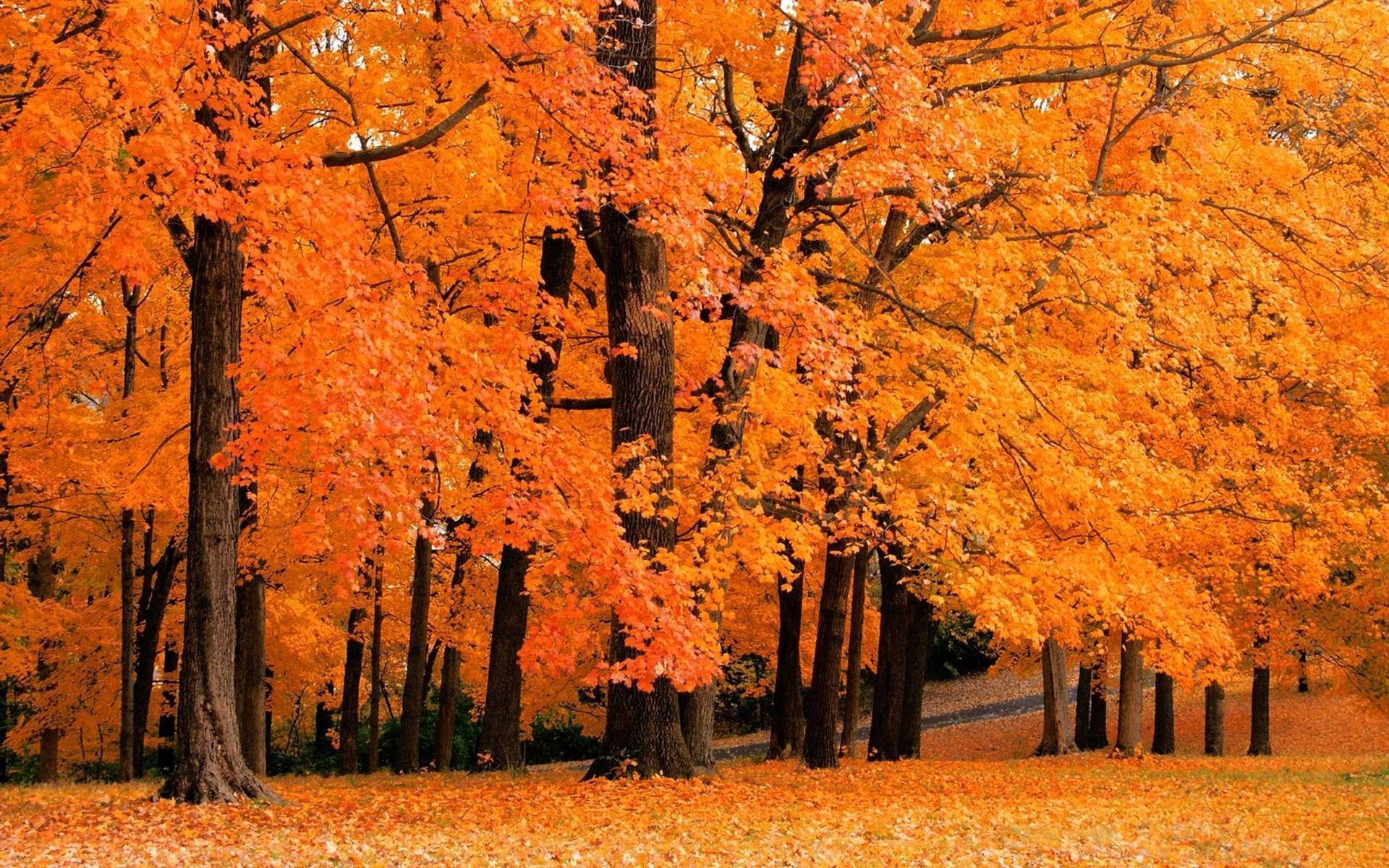 1920X1200 Cute Fall Wallpaper and Background