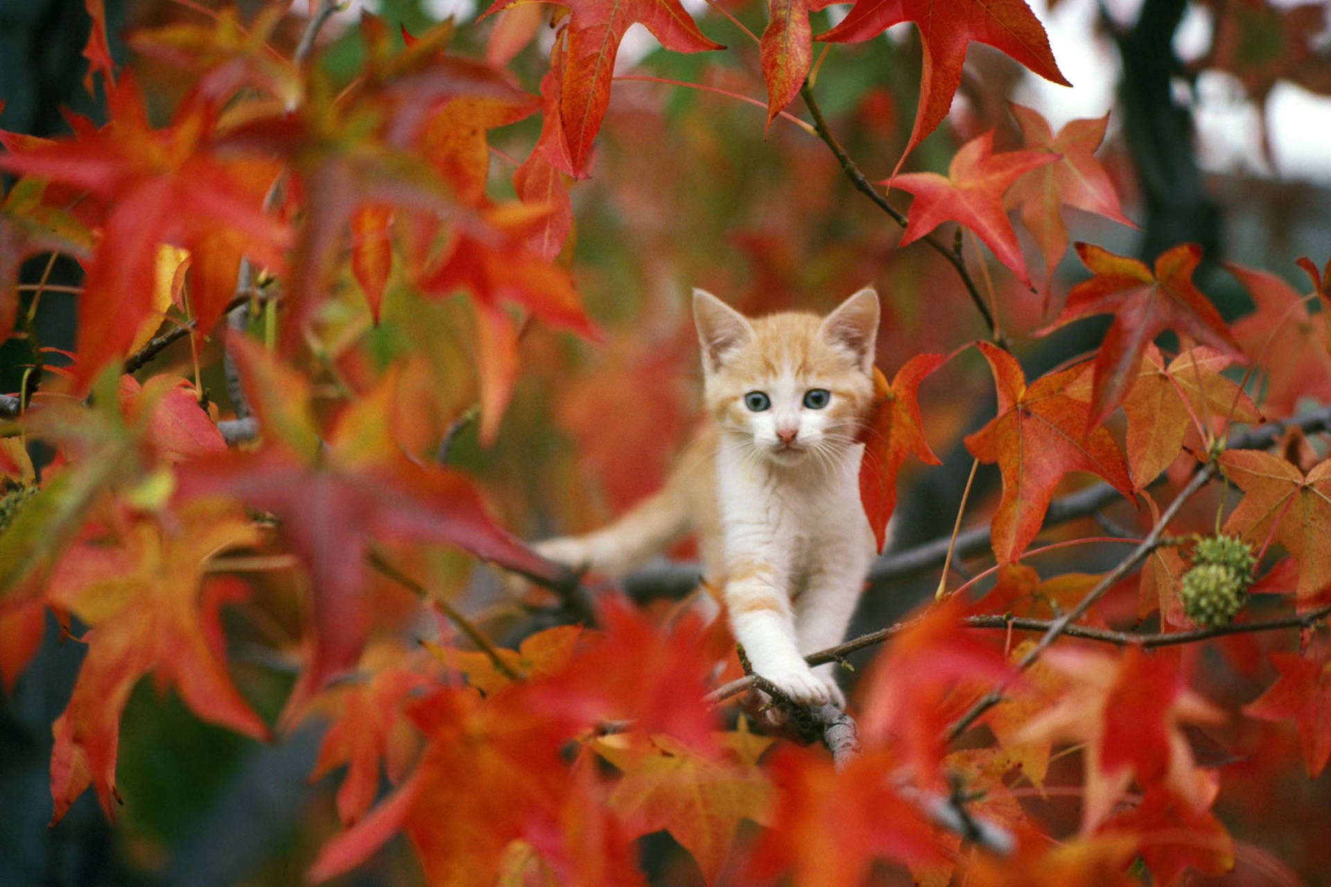 Cute Fall 2000X1333 Wallpaper and Background Image