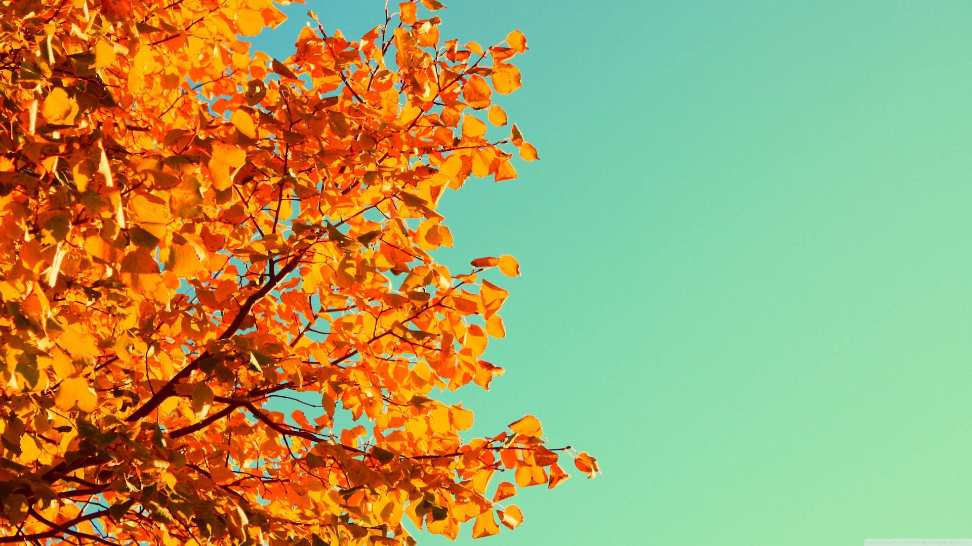 3554X1999 Cute Fall Wallpaper and Background