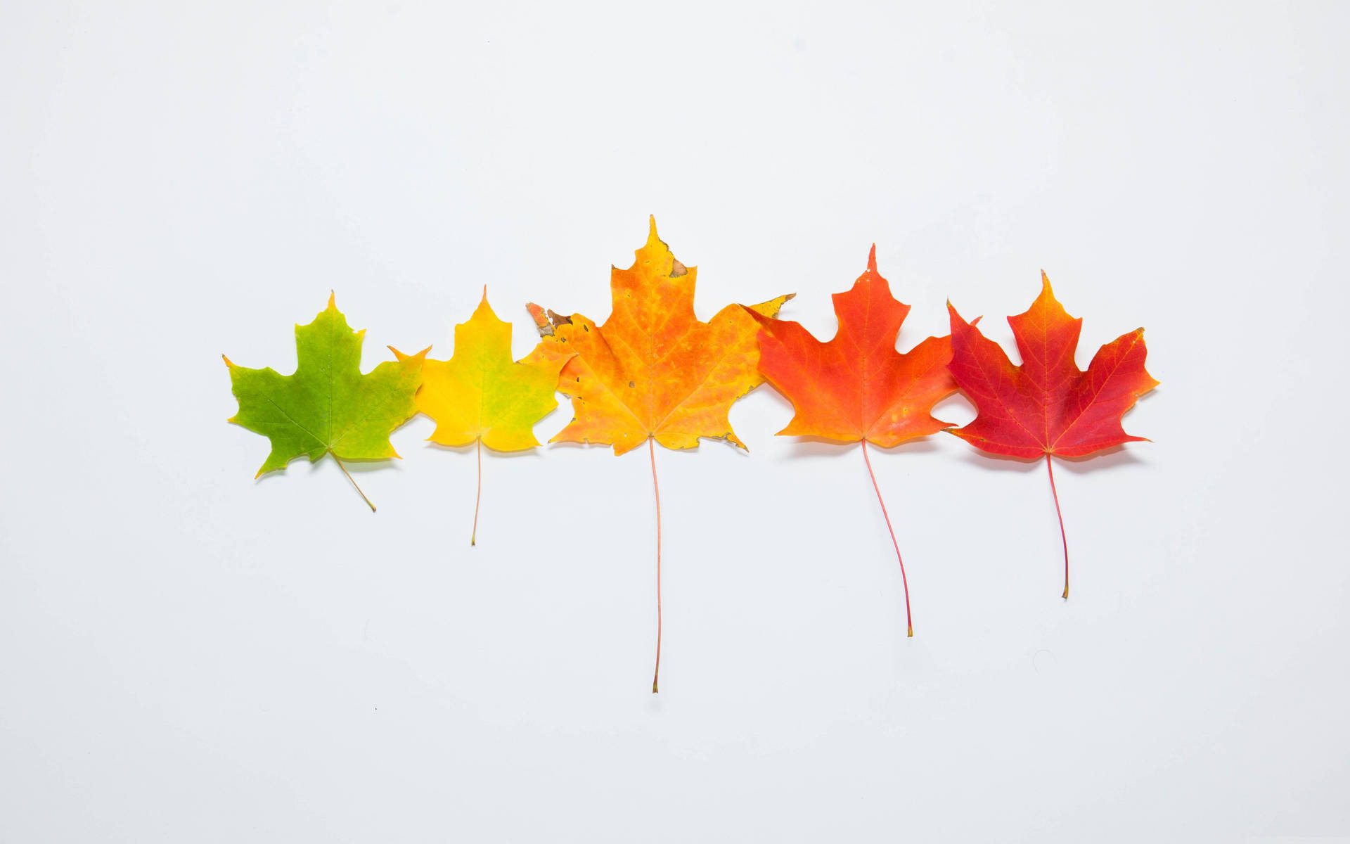 5120X3200 Cute Fall Wallpaper and Background